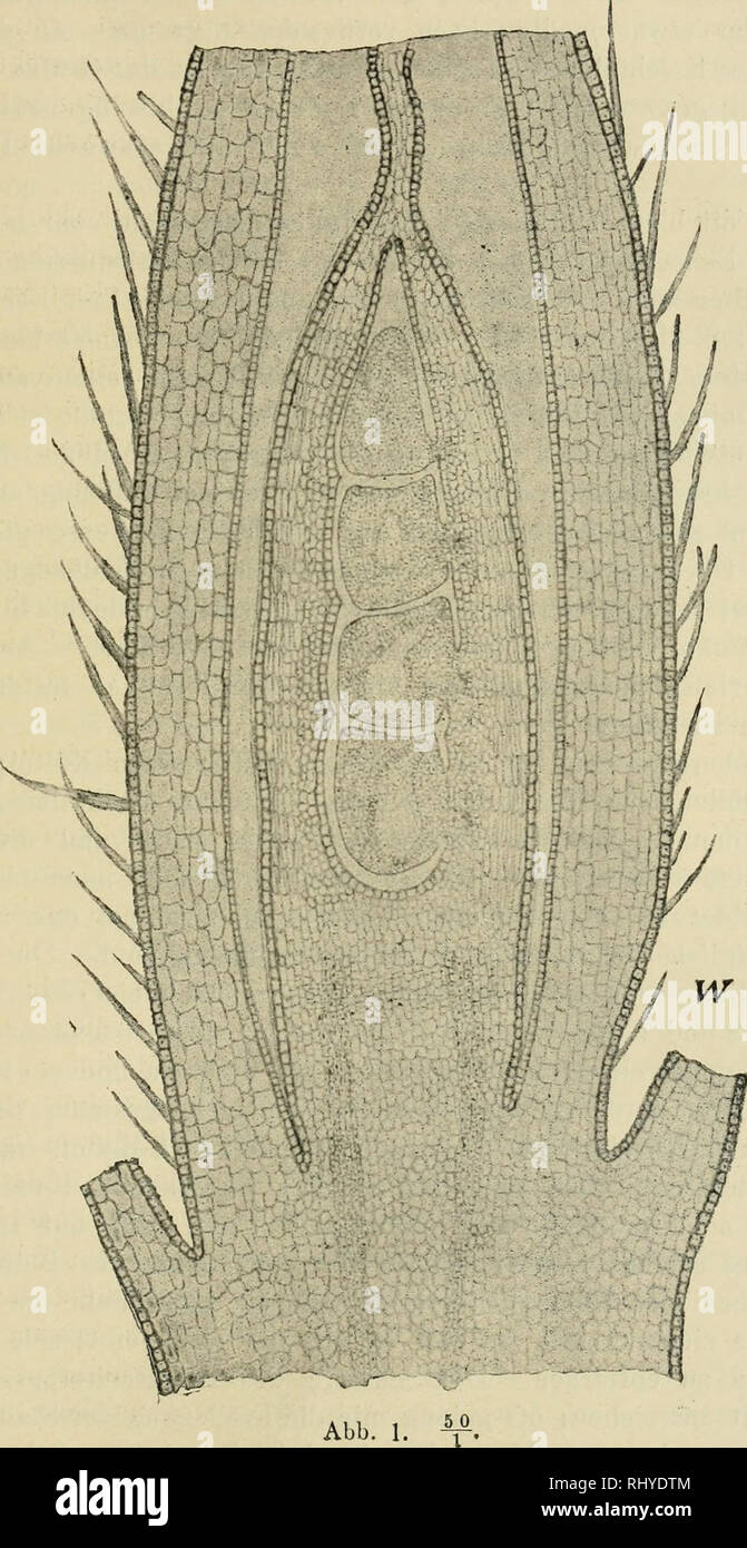 . Beitrge zur Biologie der Pflanzen. Plant physiology; Plants. 289 fäden sind nur im oberen Drittel frei, die Antheren einer Blüte sind verschieden ausgebildet, worauf schon Kurtz (16) hinweist. Die. Abb. 1 Theken enthalten reichlieh Polleukörner, die kugelig oder etwas ge- streckt sind und eine Längsriefe zeigen. Tief im Grunde des Kelch-. Please note that these images are extracted from scanned page images that may have been digitally enhanced for readability - coloration and appearance of these illustrations may not perfectly resemble the original work.. Berlin [etc. ] Duncker &amp; Humblot Stock Photo
