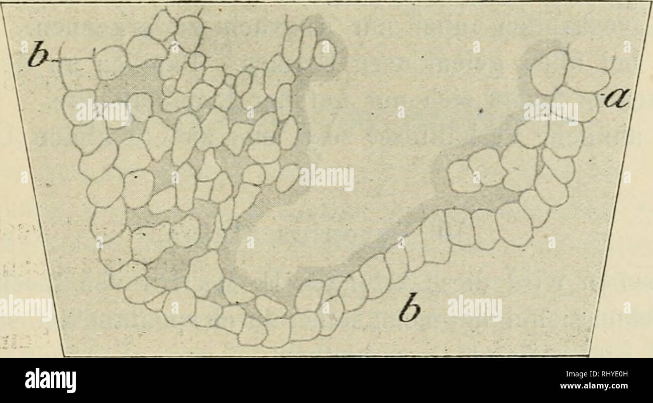 . Beitrge zur Biologie der Pflanzen. Plant physiology; Plants. Fig. 24. V. bellidioides. Querschnitte, a durch die dünnste Stelle oberhalb der Verwachsung mit der Krone, b durch die Mitte des Filamentes, c durch die untere Hälfte des Filamentes mit stark gezerrten Zellen. Vergr. bei a und b 150, bei c 300. Ein Querschnitt durch die dünnste Stelle oberhalb der Verwachsung (Fig. 24a) zeigt unregelmäßig verteilte, verschieden große Inter- zellularen. Weiterhin fallen eigenartig verzerrte Zellen schon in diesem Schnitt auf. Die Epidermis ist allseitig verdickt und besitzt. Please note that these i Stock Photo