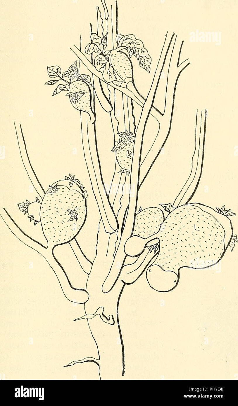 . Beihefte zum botanischen Centralblatt. Plants. Schmidt, Teratologische Beobachtungen an einigen einheim. Pflanzen. 319 Digitalis ambigua Murr. Gestauchte Infloreszenz mit kleinen (V2 Normalgröße) Blüten. Jauer: Mühlgrund bei Poischwitz.. Solanum tuberosum L. Va Größe. Linaria vulgaris Mill. a. Zwei- bis fünfspornige Blüten. Grünberg. Nicht selten. Jauer: Poischwitz. b. Blüten, auch mehrspornige, mit Exkreszenzen. Grünberg. c. Spornlose Blüten. Grünberg: Weite Mühle und andere Orte. (Vgl. „Aus der Natur&quot;, 1906/07: Beobachtungen über Abänderungen in der Blütenform bei Linaria vulgaris Mil Stock Photo