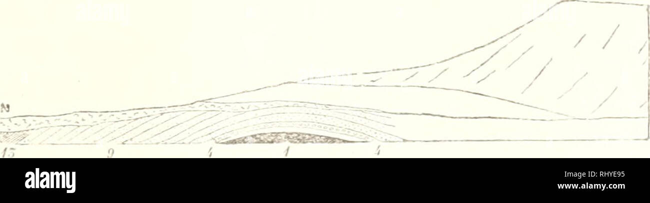 . Beiträge zur fossilen Flora Spitzbergens : gegründet auf die Sammlungen der schwedischen Expedition vom Jahre 1872 auf 1873. Paleobotany -- Norway Spitsbergen Island; Paleobotany -- Norway Svalbard. KOXOL. SV. VKT. AKAOEMIENS IIANDLINOAK. RANI). 14. N:() 5. 127 G. Dkotijleilonen. .')5. PDpiilus Richiirdsoiii IIk. 56. » Zaddachi IJk. 57. » arctica IIr. 58. Bctiila prisca Ettixgii. 59. &quot; iiiaerophylla Gcepp. sp, 60. Corylus IM'Quarrii Fouu. .sp. 61. Quercus gTönlandica Hn. 62. )) platania IIk. 63; » Spinulifcra Hu. 64. Platanus aceroKk-s Gdci'i'. 65. Pülvii-onum Ottersianuin IIu. 66. Sals Stock Photo