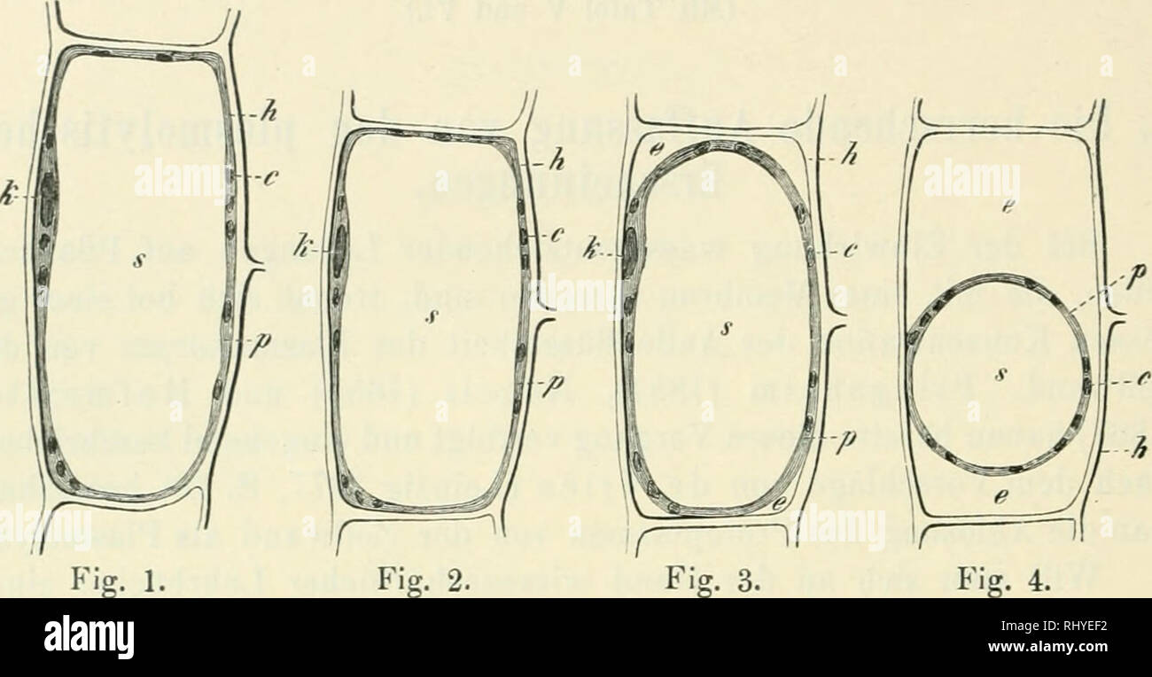 . Beitrge zur Biologie der Pflanzen. Plant physiology; Plants. Karl