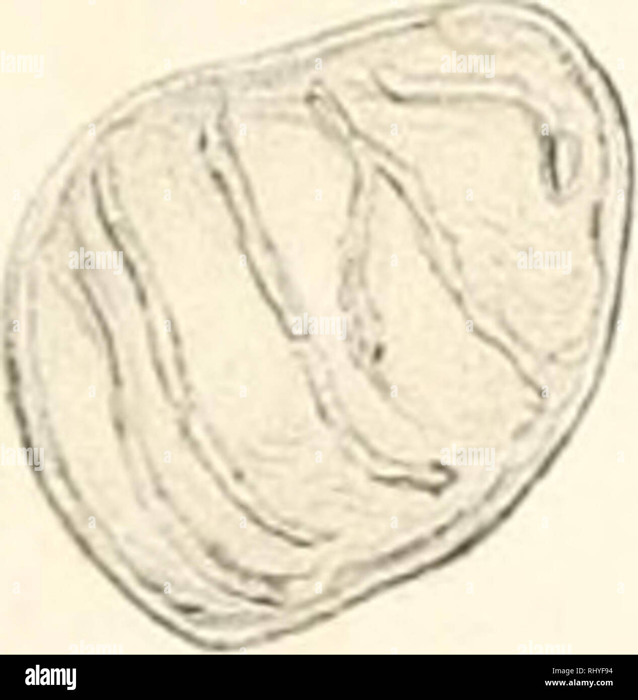 Beitrge Zur Biologie Der Pflanzen Plant Physiology Plants T Hhii Iminit F Uiirlliiil Hjii Gt I I R D Iy Cn Liiiiid L Ii Ir 121 N 12 1 1 B I Ia 7 Gt Y 126 12 7 129 130 131 1 12 V 1