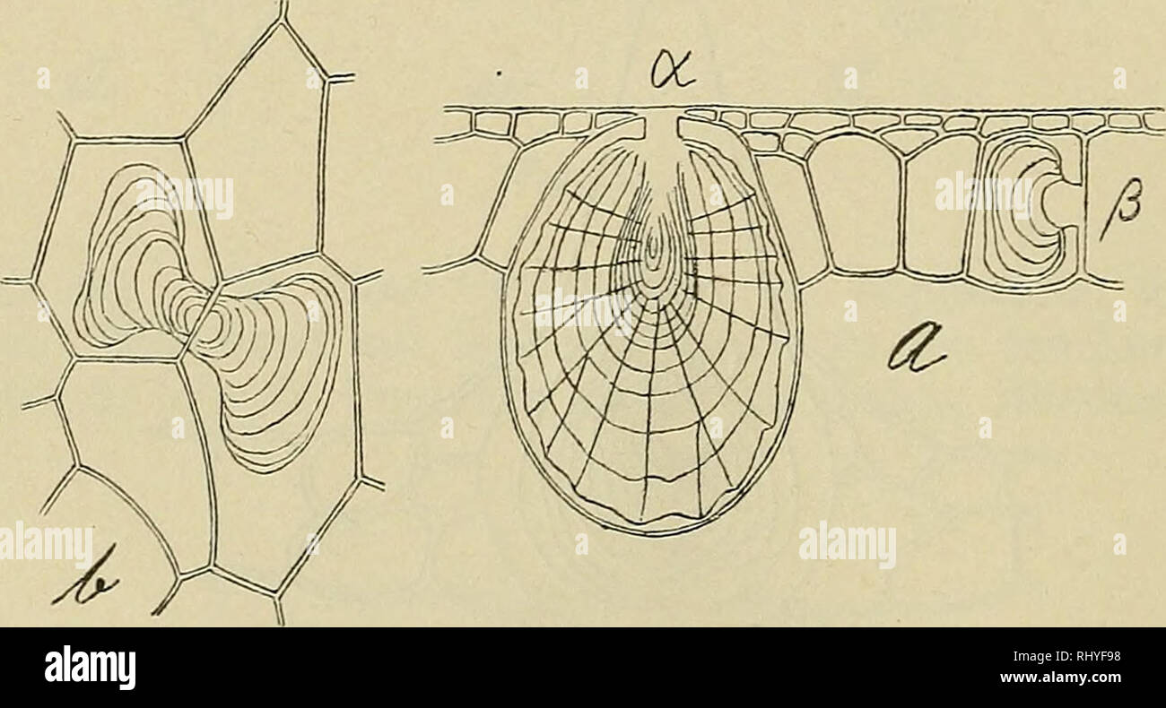 . Beihefte zum botanischen Centralblatt. Plants. Fig. 19. Nähe der eigentlichen Lithocysten; bei w in c ist in fünf Zellen, die an die große Lithocyste anstoßen, anstatt eines gestielten Cystolithen eine kleine, nicht abgesetzte Membranwucherung auf- getreten.. Fig. 20. Fig. 20. F. (Urostigma) j^ojmUfoIia Vahl. Oberseits große Lithocysten (a) ohne Spitze, mit sehr regelmäßig gebauten Cj^'sto- lithen. Außerdem im Hypoderm in gewöhnlichen ZeEen kleinere Cystolithen (ß) von unregelmäßiger Form, meist gepaart (/&gt;), in zwei benachbarten Zellen der gemeinsamen, zur Blattfläche senk- rechten Wand  Stock Photo