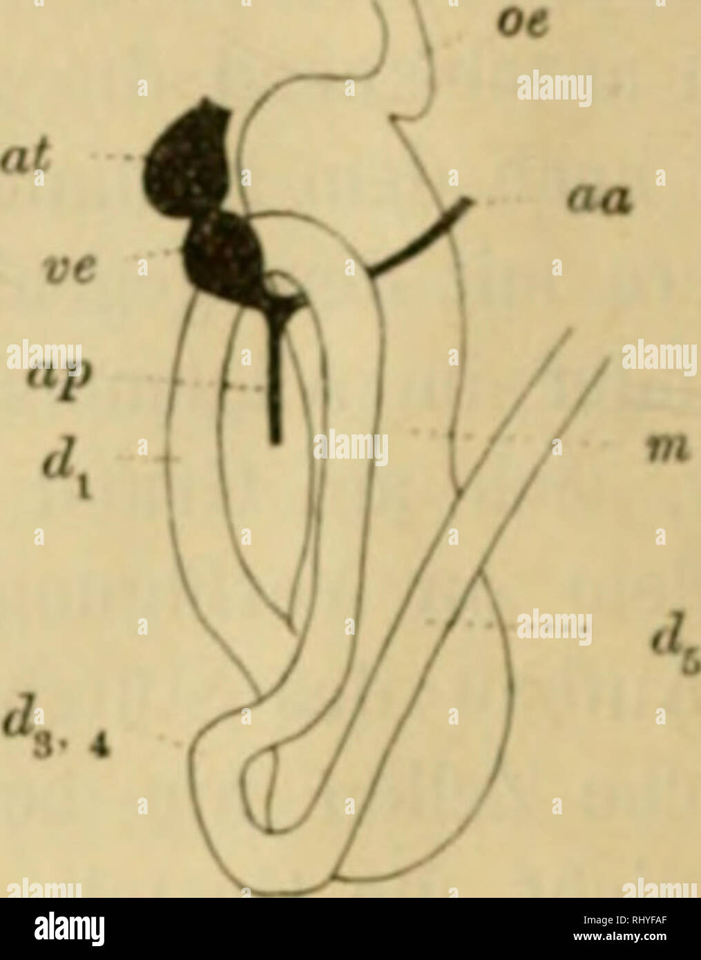 . Beiträge zur Anatomie der Gattung Siphonaria. Siphonaria; Gastropoda. Fig. C.. Fig. A. Darm und Herz von Siphonaria pectinata. Fig. C. Darm und Herz viui Siphonaria rtdimiculum. oe Oesophagus, m Magen, d^ — d^ Darm, ve Ventrikel, al Atrium, aa Arterift aoterior, ap Arteria posterior. Magens auch die beiden mit d^ u. ^^5 bezeichneten Darmquerschnitte mit einander verschmelzen. Diese Umbiegungsstelle des Darmes liegt ebenso wie das blinde Ende des Magens in dem nach hinten vor- springenden, rudimentären Eingeweidesack. Die beiden Speicheldrüsen sind bei dem Jüngern Thier noch ziemlich einfach  Stock Photo