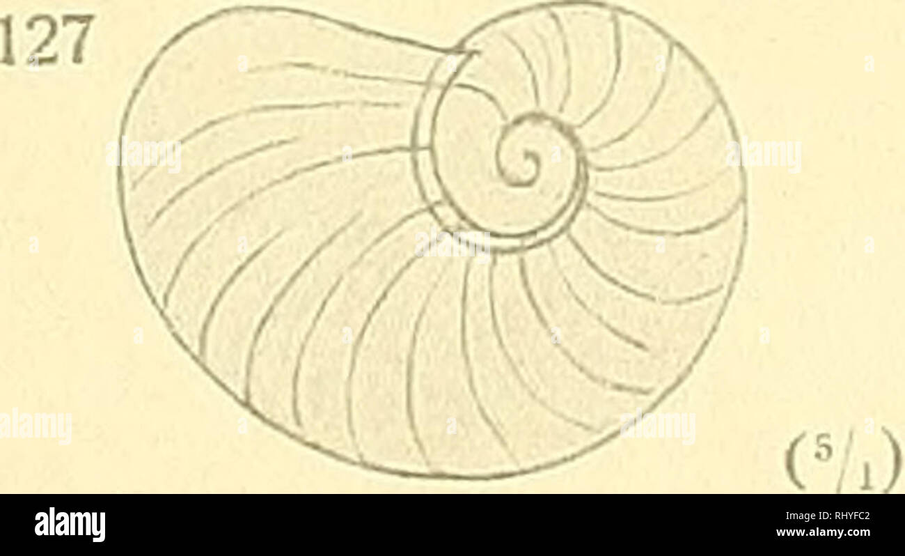 . Beiträge zur Anatomie und Systematik der Stylomatophoren aus dem Gebiete der Monarchie und der angrenzenden Balkanländer. Mollusks. 126. (V.) 120 (5/.&gt; (V.). Please note that these images are extracted from scanned page images that may have been digitally enhanced for readability - coloration and appearance of these illustrations may not perfectly resemble the original work.. Wagner, Antoni Jozef, d. 1928. Wien, [K. K. Hof- und Staatsdruckerei] Stock Photo