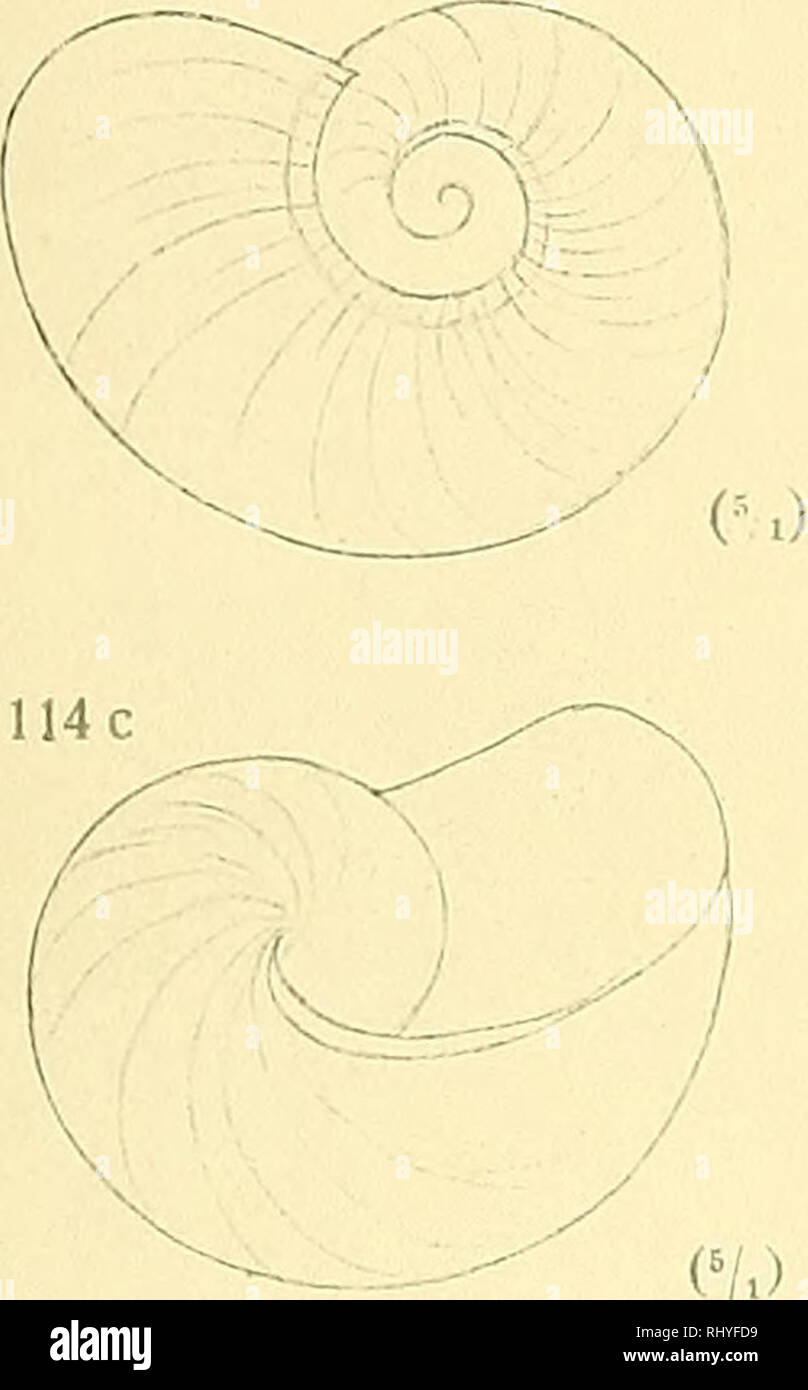 . Beiträge zur Anatomie und Systematik der Stylomatophoren aus dem Gebiete der Monarchie und der angrenzenden Balkanländer. Mollusks. Wagner, A. J.: Anatomie und Systematik der Stylommatophoren. Taf. XIV. 114 a 112 113 V J (5/.) 114b. 124 : ^ X y 125. Please note that these images are extracted from scanned page images that may have been digitally enhanced for readability - coloration and appearance of these illustrations may not perfectly resemble the original work.. Wagner, Antoni Jozef, d. 1928. Wien, [K. K. Hof- und Staatsdruckerei] Stock Photo