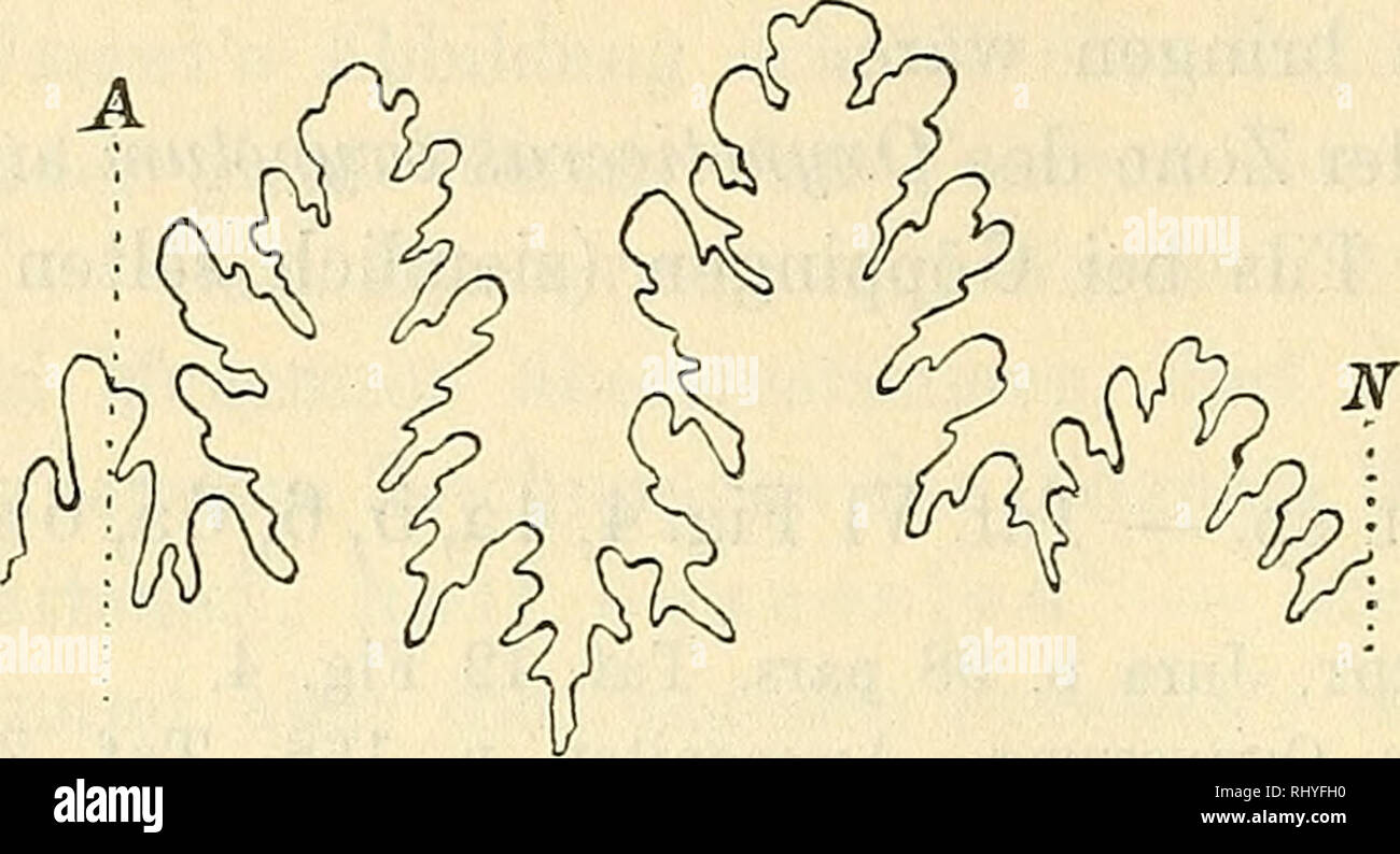. Beiträge zu einer revision der ammoniten des schwäbischen jura. Ammonoidea; Paleontology; Paleontology. Fig. 20. Scklotheimia riimpens Opp. sp. Filsbett bei Göppingen. Sammig. d. Herrn Dr. Wenz in Donzdorf. Lobenlinie bei 5,5 mm Wh. 90 Die nebenstehende Lobenlinie von einem Stücke bei Göppingen zeigt sehr schön den unsymmetrischen Externlobus. Der zweite Seitenlobus ist hier scheinbar zweispitzig, aber nur scheinbar; denn sein innerer Ast ist verkümmert und stark in die Höhe gerückt. Bei allen andern untersuchten Exemplaren erscheint der zweite Seitenlobus dreispitzig, doch stets ist der inn Stock Photo