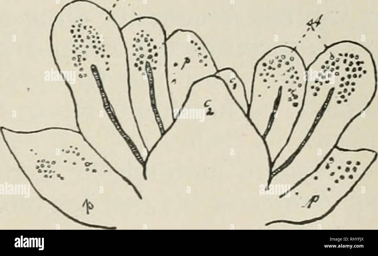 . Beihefte zum botanischen Centralblatt. Plants. Flg. 1. Fig. 2.. Fig. 3. Fig. 1 zeigt die Blüte von vorn. In der Mitte sieht man zwischen den 4 Staubblattanlagen (st) die beiden Fruchtblätter (c), und zwar ist das hintere (c^), das abortiert wird, etwas größer als das vordere (c^). Von den Staubblattanlagen sind die beiden vorderen länger als die hinteren, welche daher in der Zeichnung größtenteils verdeckt sind. Zu beiden Seiten stehen die beiden seitlichen Blumenblätter (p) vor. Fig. 2 zeigt die Blüte von hinten mit den 3 Blumenblättern (p) und den 4 Staub- blattanlagen (st). In Fig. 3 sind Stock Photo