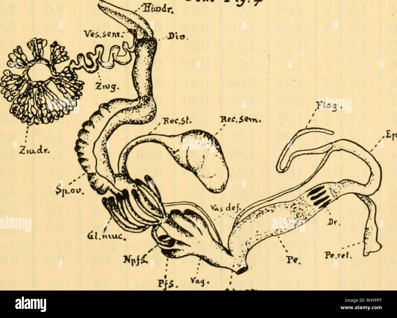 Beitrage Zur Anatomie Des Geschlechtsapparates Einiger
