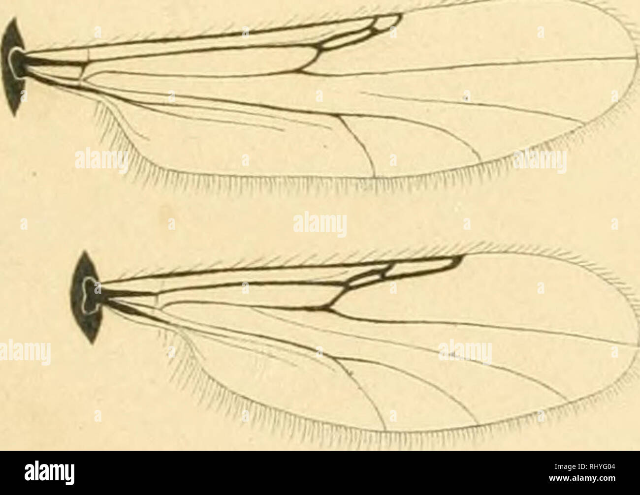 . Beitrag zur Kenntniss der Gattung Ceratopogon Meigen. Ceratopogonidae. .il .52.. Please note that these images are extracted from scanned page images that may have been digitally enhanced for readability - coloration and appearance of these illustrations may not perfectly resemble the original work.. Winnertz, Joh. [Berlin? : E. S. Mittler? Stock Photo