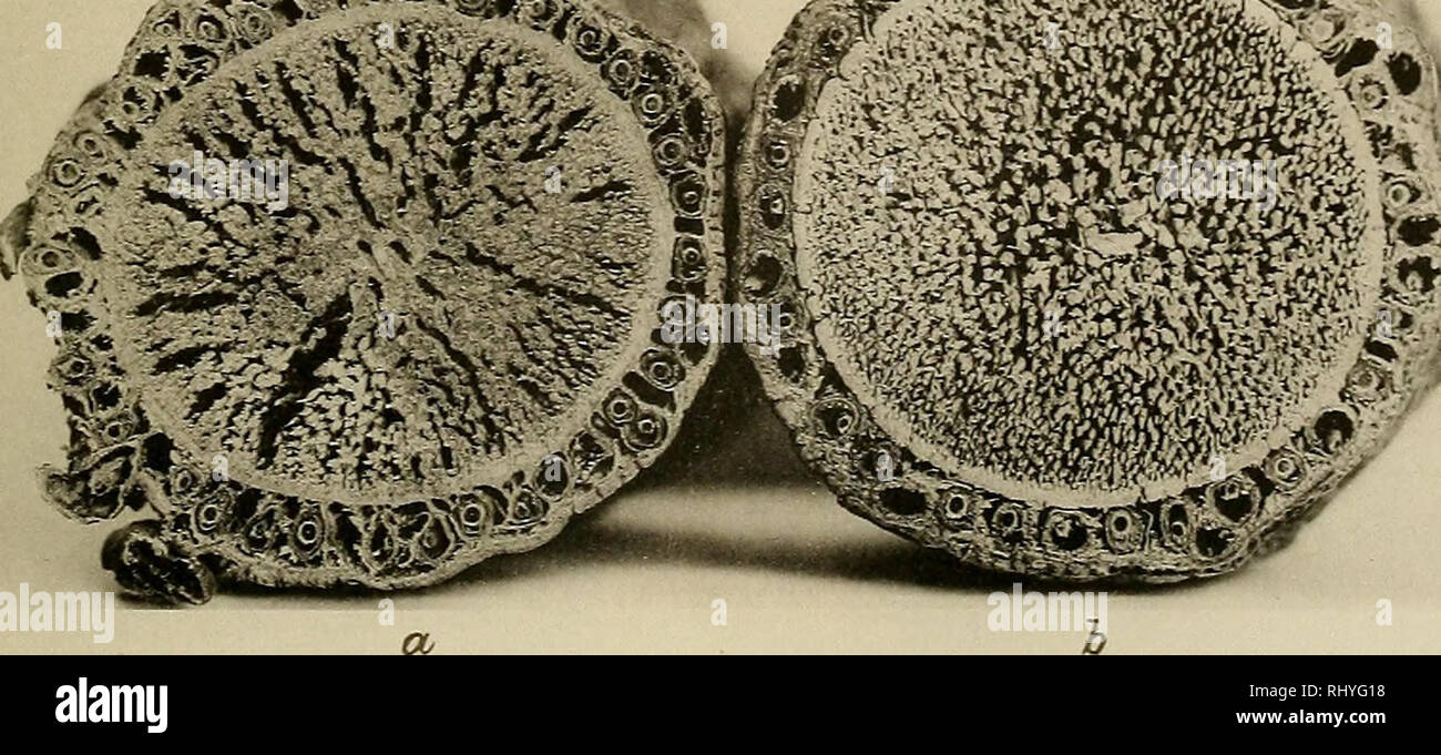 Beihefte Zum Botanischen Centralblatt Plants Sir Quot L A A V Fea A Stj L Lindinger Phot Verlag Von C Heinrich Dresden N Please Note That These Images Are Extracted From Scanned Page Images That May Have Beihefte Zum Botanischen Centralblatt Plants Sir Quot L A A V Fea A Stj L Lindinger Phot Verlag Von C Heinrich Dresden N Please Note That These Images Are Extracted From Scanned Page Images That May Have