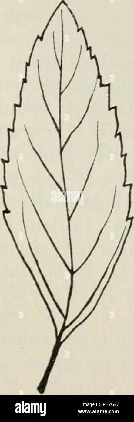 . Beihefte zum botanischen Centralblatt. Plants. Fig. 115. Fig. 116. Fig. 115. M. verticillata L. ^ var. elata Host. H. Br. (auth.). Fig. 116. M. verticillata L. 0 var. montana (Host.) H. Br. f. spaniodonta Top. Pfl. k. o. f. k., im st. v. sbr.-ax. u. br.-ax.; Z. d. S. dünner gestellt, 0,4—1 X 3—5 (6) mm gr. {M. glabra Top. oHm p. pte.). Oberöst., Bayern, Pommern, Frankreich. f. rivularis Top. Pfl. zottig beh.; Z. d. S. dünner stehend, niedrig, mit feinen, auf- gesetzten Weichsp., Kz. pfr. Im st. v. u. br.-ax. Oberöst., Bayern, Frankreich. H. Braun beschreibt S. 437 auch eine ,,rivularis Sole  Stock Photo