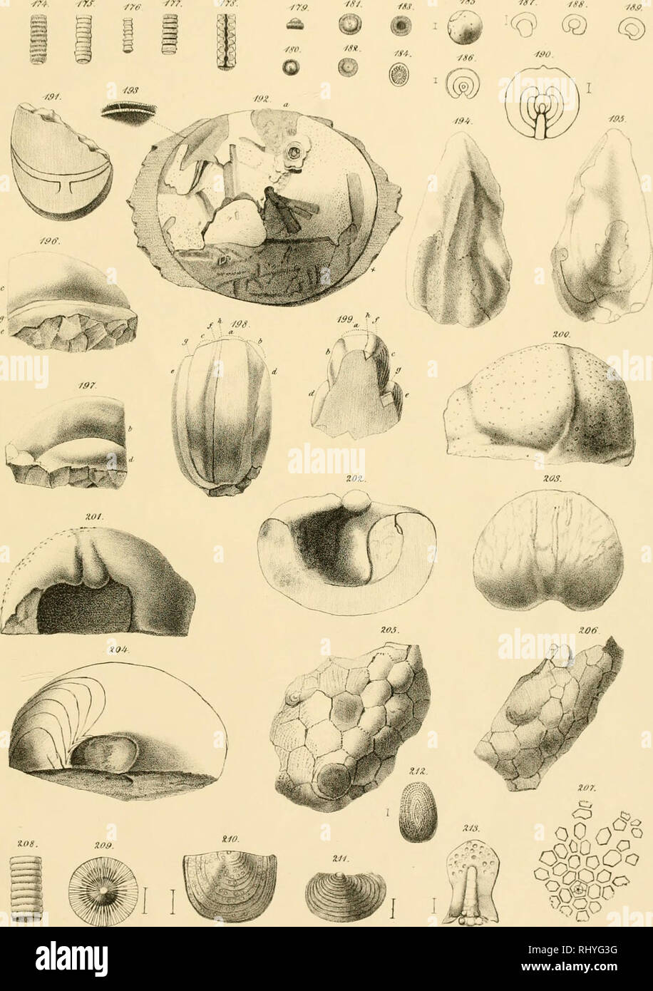 . Beitrag zur PalÃ¤ontologie des ThÃ¼ringer Waldes : Die Grauwacke des Bohlens und des Pfaffenberges bei Saalfeld, I. Fauna. Paleobotany. :M m-2/s. y ^'FJ. â /Â»s ^sr. fgg. ^} Â® Â©. Amoc gezv Dt. R. Sichtet. Druck V J. Braunsdoif Dresden. litli V E /j.-.nMim.. Please note that these images are extracted from scanned page images that may have been digitally enhanced for readability - coloration and appearance of these illustrations may not perfectly resemble the original work.. Richter, Reinhard, 1813-1884. Dresden : Arnold Stock Photo