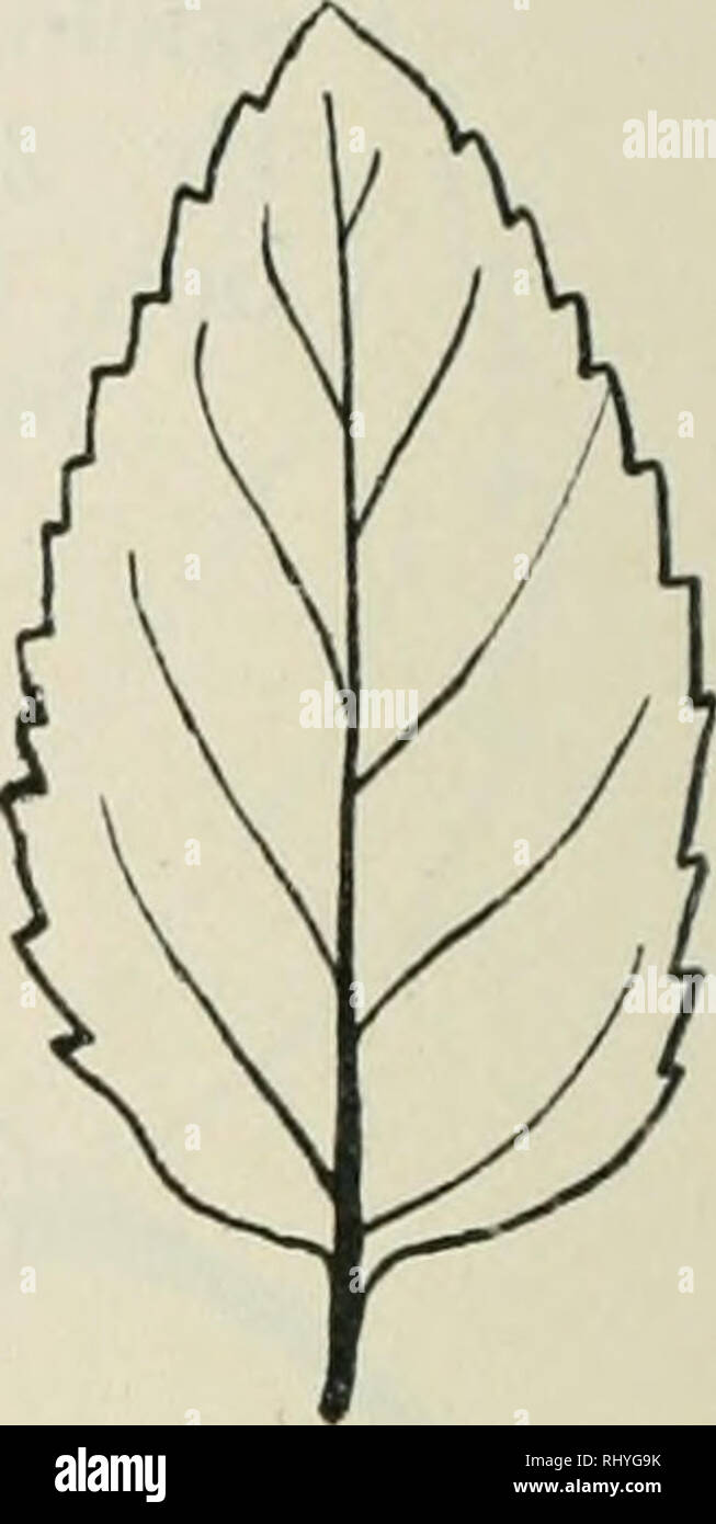 . Beihefte zum botanischen Centralblatt. Plants. Fig. 103. Fig. 104. Fig. 103. M. verticillata L. 6 var. Dorealis Top. f. ballotaefolia (Op.) Top, Fig. 104. M. verticillata C var. tortuosa (Host.) Top. (auth.). II. Z. d. S. niederliegend u. niedrig. 1. B. eif., mit maß. konv. R. A. Serr. aller Stengelblätter gedrängt, zieml, viele Z. B. kl. bis mgr., eif., sp., obere B. zugesp., mit sp, o. stpf. Scheitel, mit mäßig konv. R., Bas. + abger. o. kurz zugeschweift, untere B.lgr., obere meist, kurz gest., beidsts. kurzh., 25—30—40—50x15—16—25 bis 28 mm; Z. d. S. + unrglm., zahlr., gedrängt, sp. u. s Stock Photo