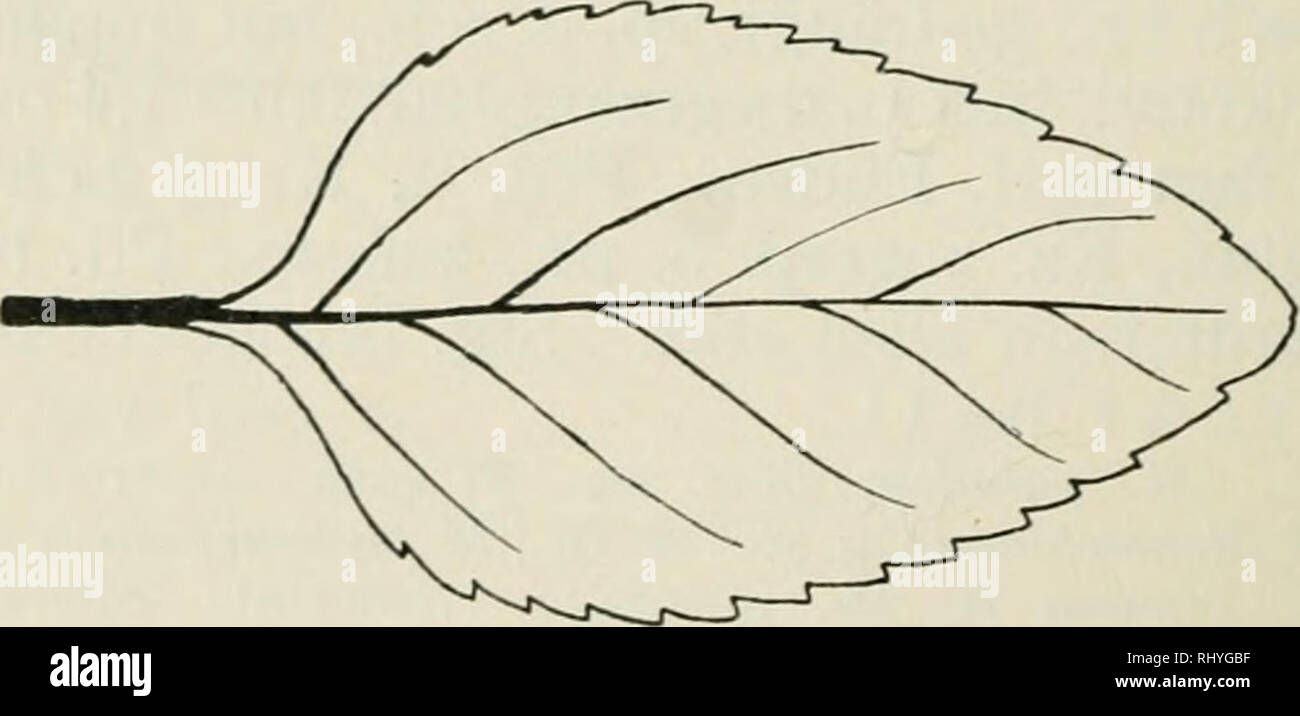 . Beihefte zum botanischen Centralblatt. Plants. Fig. 98. M. verticülata L. y f. calaminthoides (H. Br.). f. calaminthoides H. Br. Pfl. dichter u. zottiger beh. B. mgr. o. gr. Ped. u. K. meist, f. zottig beh. Kz. pfr. Steiermark. B. mgr., br.-eif. o. ei f., ^ beh., Z. d. S. vorschieden dicht stehend, auß. schwach konv., Ped. u. K. ^ beh., siehe: r} var. hygrophila Top.. Fig. 99. M. verticülata L. o var. ovatifolia Top. B. O V at ae: Alle B. eif., seltener einzelne br.-eif. o. verlängert- eif , Verhältnis der Breite zur Länge nicht größer als 1:2. I. Z. d. S. hervortretend, bis u. über 1 mm h.  Stock Photo