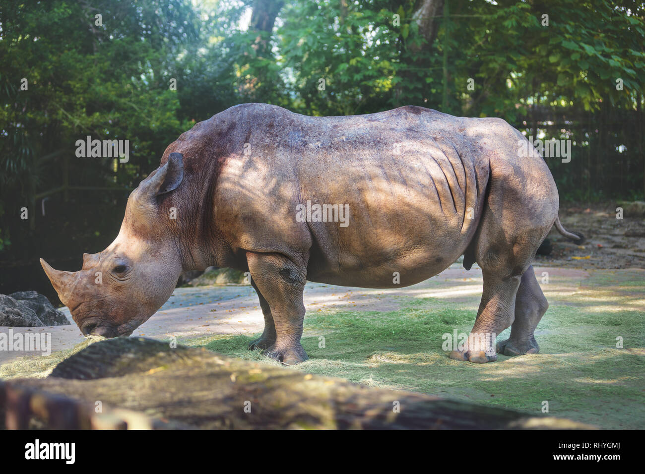 Fauna wilderness zoo rhino hi-res stock photography and images - Alamy
