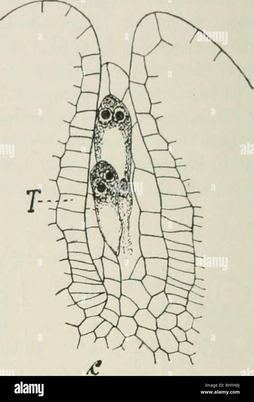 . Beihefte zum botanischen Centralblatt. Plants. Fig. 56. Lathraea squamaria. a) Vierkerniger Embryosack. — b) 2 Embryo- säcke nebeneinander. — c) Dasselbe. - Vergr. 400. worden, so daß ich sie im allgemeinen nur bestätigen kann. Auf dem Vierkernstadium (Fig. 56 a) treffen wir in der Kegel die 2 vordem Kerne schief nebeneinander, während die zwei hintern im schmälern Teil hinterein- ander gelagert und durch große Vakuolen getrennt sind. In der Folge verbreitert sich der Embryosack noch bedeutend, behält aber seine geradegestreckte Form bei. Die Polkerne vereinigen sich sehr früh zum großen pri Stock Photo