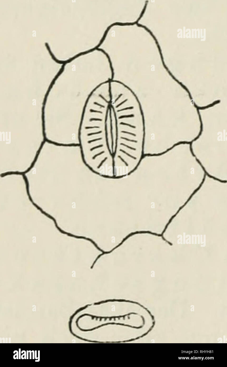 . Beihefte zum botanischen Centralblatt. Plants. 118 Solercdcr, Über