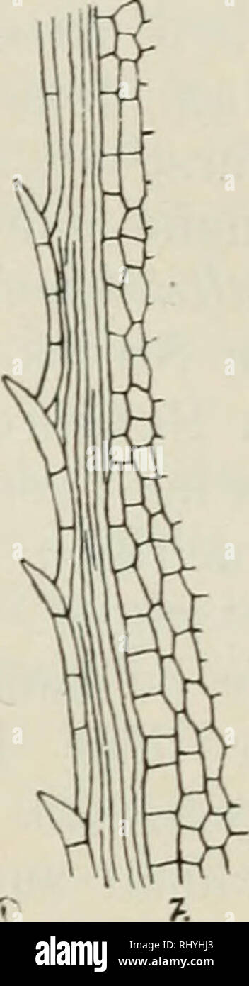 . Beihefte zum botanischen Centralblatt. Plants. Fig'. 5—7. Elodea canadensis. Fig. 5. Blattquerschnitt (&quot;o/i)- Fig. 6. Querschnitt des Blattrandes (&quot;«/i). Fig. 7. Blattrand in der Flächenansicht (*Vi)- fehlen nämlich nur )Q E.? densa mi^'^Najas. Schenck (13, p. 17 und Taf. III. Fig. 13) hat sie für E. canadensis gezeichnet und beschrieben. Er bemerkt, daß das Nervenleitbündel an seiner Unterseite von einer Bastfasergruppe begleitet ist und sagt im An- schluß daran: „Außerdem sind die unmittelbar unter demselben ge- legenen Epidermiszellen, sowie an den Blatträndern mehrere neben-  Stock Photo