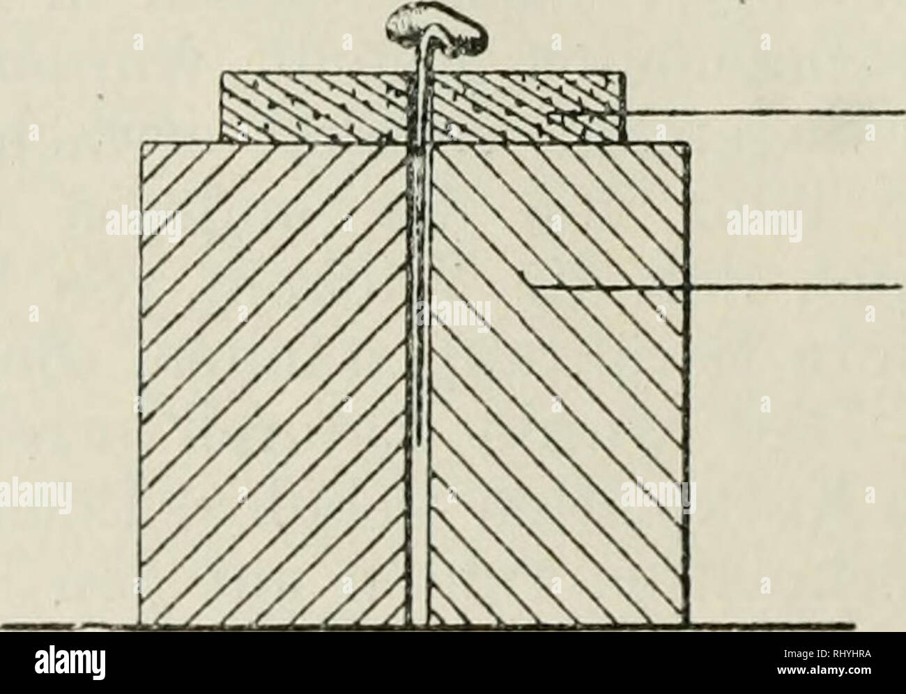 . Beihefte zum botanischen Centralblatt. Plants. Fig. 1. etwa 12 cm lang, 5 cm breit iind 6 cm hoch. In destilliertem Wasser und in der Lösung eines Salzes in destilliertem Wasser in der Wärme aufgelöste Gelatine wurde in diese durchschnitt- lich 250 ccm fassenden Gefäße gegossen. Nach dem Erstarren konnte der entstandene Block mit Leichtigkeit aus dem Glasgefäß entfernt werden, nachdem die Gelatine mittelst eines flachen Messers; welches dicht an den. Fig. 2. Wandungen des Glasgefäßes eingestochen wurde, von den Glas- wänden losgelöst worden ist. Zum Befestigen der Keimlinge zwischen den Ijei Stock Photo