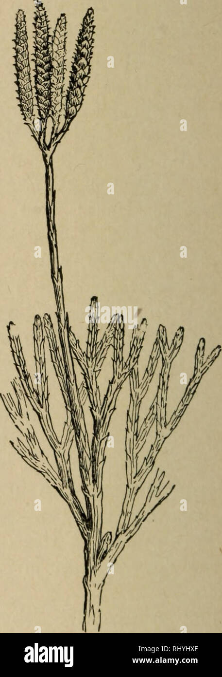. Beginners' botany. Botany. Fig. 301. —A Lycopodium with Sporangia in the Axils of the Fo- liage LEAVES. {Lyco- podium lucidulum.). Fig, 302. —A Club-moss {Lycopodium complanatum). as small yellow bodies in the axils of the ordinary leaves near the tip of the shoot; in other species (Fig. 302) they are borne in the axils of small scales that form a catkin-like spike. The spores are very numerous, and they contain an oil that makes them inflammable. About 100 species of lycopodium are known. The plants grown by florists under the name of lycopodium are of the genus Selaginella, more closely al Stock Photo