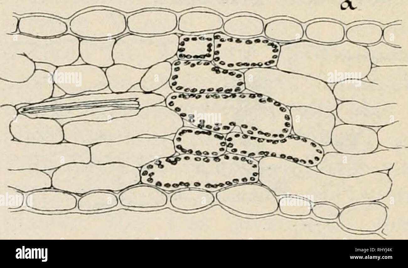 . Beihefte zum botanischen Centralblatt. Plants. 422 Hesse 1 man, Zur Keuntnis d. Pflanzenlebens schwedischer Laubwiesen. zwischen einander, die Epidermiszellen haben l^edentend schwä- chere Außenwände. Spaltöffnungen finden sich auf beiden Seiten, auf der Unterseite des Blattes in der Sonne 108, auf der Ober- seite 74 pro qmm. Biihus .saxatfli.s. Bei dieser Art sind Transpirationsversuche nur mit der Schattenform angestellt worden. Das Schattenblatt von Bub. saxatÜis hat eine Reihe schöner Palisaden, das Schwamm- parenchym hat vielarmige Zellen, nimmt aber keinen größeren Teil des Blattquersc Stock Photo