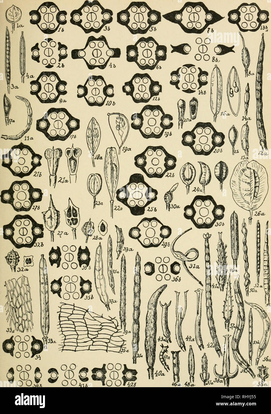 Beihefte Zum Botanischen Centralblatt Plants Beihefte Zum
