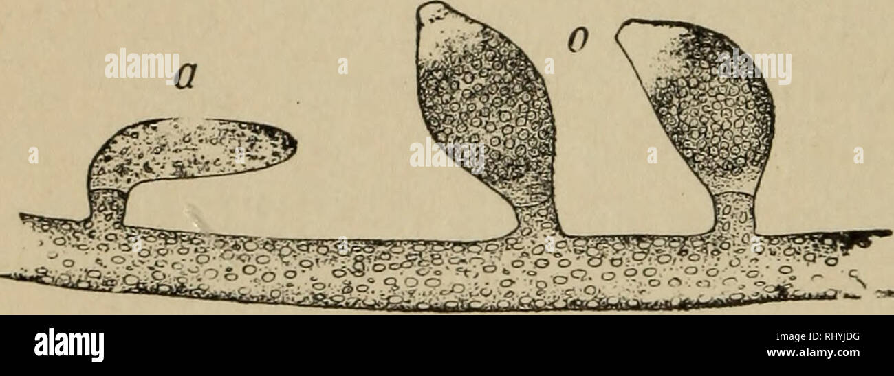 Asexual Reproduction Plants Stock Photos Asexual Reproduction