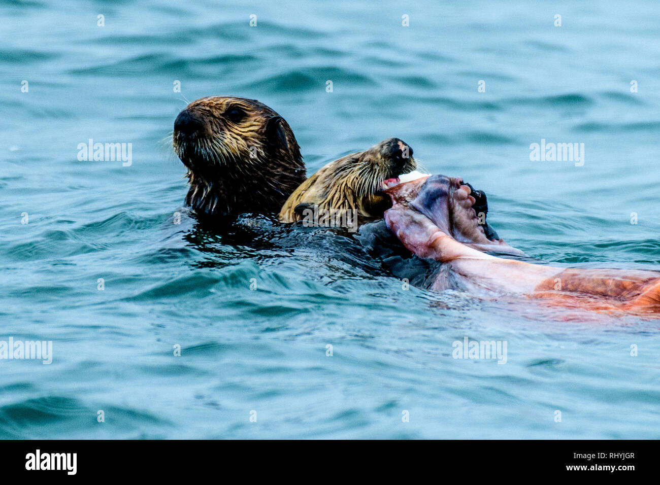 Sea Otters Eating Octopus Stock Photo Alamy