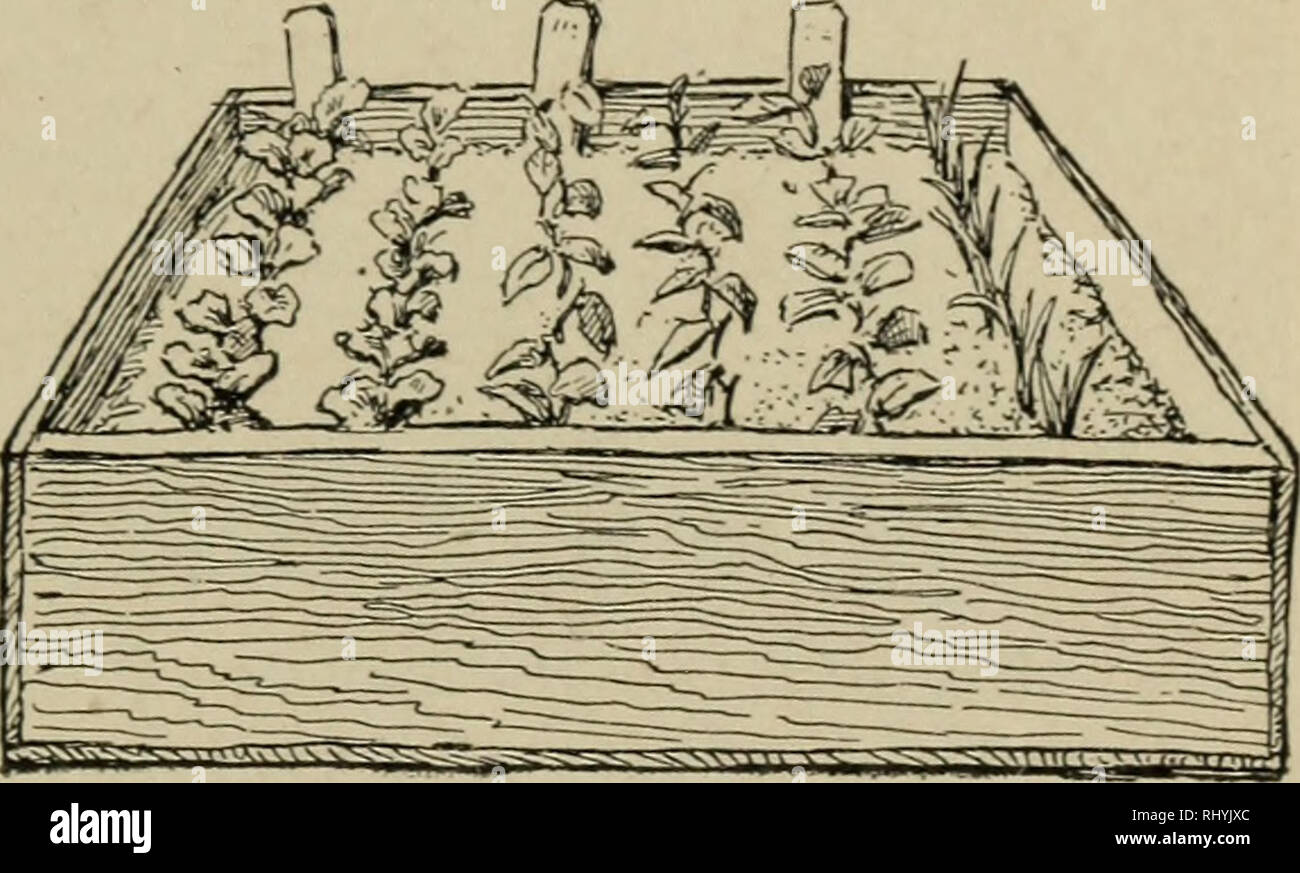 Beginners' botany. Botany. BUD PROPAGATION 123. Fig. 160 