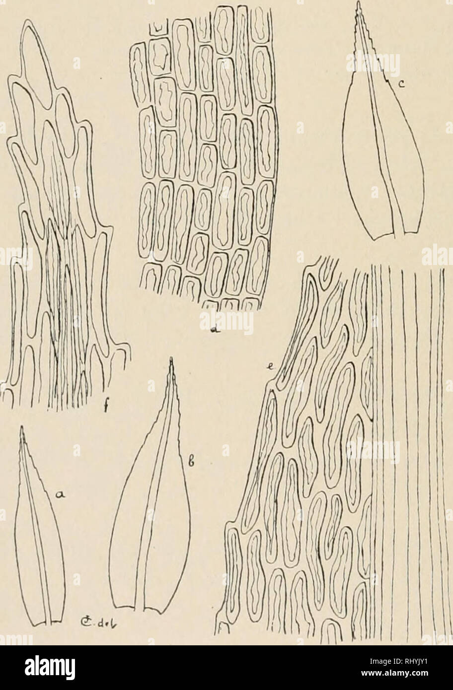 . Beihefte zum botanischen Centralblatt. Plants. 18 C a r d o t, Premiere contribution ä la liore bryologique de la Coree. calis etant egalement monoiqne. (Cfr. Sullivant, Icones Muscorum, p. 85, et Lesq. et Jam. Manual, p. 206). 32. PhUonot'is japo)iica (Scli.) Paris, Index bryol. p. 923. {Philonotula japonica Seh. apud Besch. in Ann. sc. nat. (Bot.) 1893, XVIII, p. 348). Syou-Ouen (sub no. 113 parce, ster.). Distrib.: Japon. Cette espece est egalement fort voisine du P/t. radicalis, dont eile se distingue principalement par ses feuilles ä bords plans et ä tissu plus lache. — Le joetit specim Stock Photo