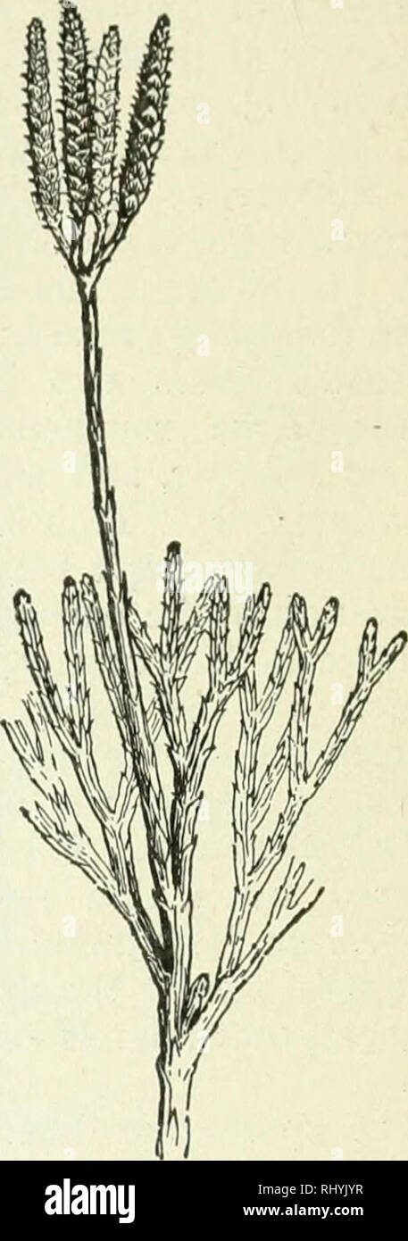 . Beginners botany. Botany. Fig. 301. —A Lycopodium WITH Sporangia in THE Axils of the Fo- liage Leaves. {Lyco- podium lucidulum.). Fig. 302. — A Ci.uB-Moss {^Lycopodium complanatum). as small yellow bodies in the axils of the ordinary leaves near the tip of the shoot; in other species (Fig. 302) they are borne in the axils of small scales that form a catkin-like spike. The spores are very numerous, and they contain an oil that makes them inflammable. About 100 species of lycopodium are known. The plants grown by florists under the name of lycopodium are of the genus Selaginella, more closely  Stock Photo