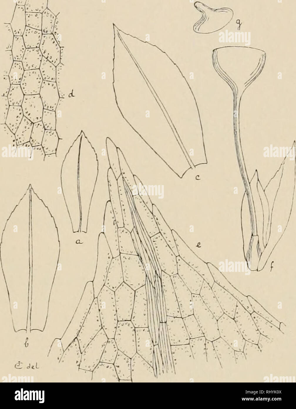 . Beihefte zum botanischen Centralblatt. Plants. C a r (1 o t, Premiere coutribution ä la flore bryologique de la Coree. lo exc.'UiTente, celliili.s parce cliloropliyllosis, mediis et superioribus hexagonis, subqnadratis vel breviter oblongis, marginalibus an- gustioribn.s. inferioriljus majoribus rectangulis. Capsula in pedi- cello pallido vel pallide rubente, 2—2,5 millim. longo, mimita, erecta, subsphaerica, 0,5—0,6 millim. crassa, deoperculata et vacua liemispliaerica, cyathiformis, collo stomatibiis sat numerosis in- structo, operculo minnte rostrato. Annulus simplex et duplex, e cellulis Stock Photo