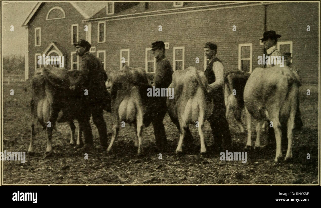 Beginnings in animal husbandry. Livestock; Poultry. 234 BEGiyXIXGS IN ANIMAL HUSBANDRY high-class breeding stock is greatly valued. In fact, we have no way of accurately measuring the value of a great, Beginnings in animal husbandry. Livestock; Poultry. 234 BEGiyXIXGS IN ANIMAL HUSBANDRY high-class breeding stock is greatly valued. In fact, we have no way of accurately measuring the value of a great,
