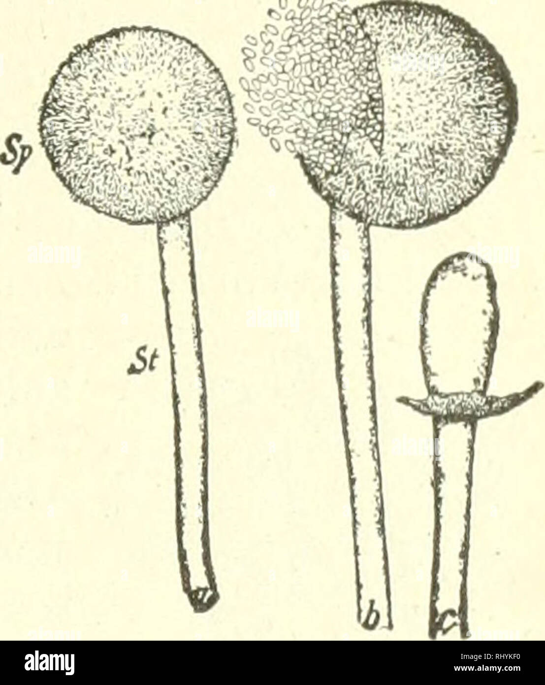 . Beginners botany. Botany. STUDIES IN- CRYPTOGAMS 189. Fig. 274. — MucoR. I sporangium; bursting; c b, sporangium , columella. delicate stalk, the sporangiophore. The stalk is separated from the sporangium by a wall which is formed at the base of the spo- rangium. This wall, however, does not extend straight across the thread, but it arches up into the sporangium like an inverted pear. It is known as the col- umella, c. When the sporangium is placed in water, the wall immediately dissolves and allows hundreds of spores, which were formed in the cavity within the SDorangium, to escape, b. All  Stock Photo