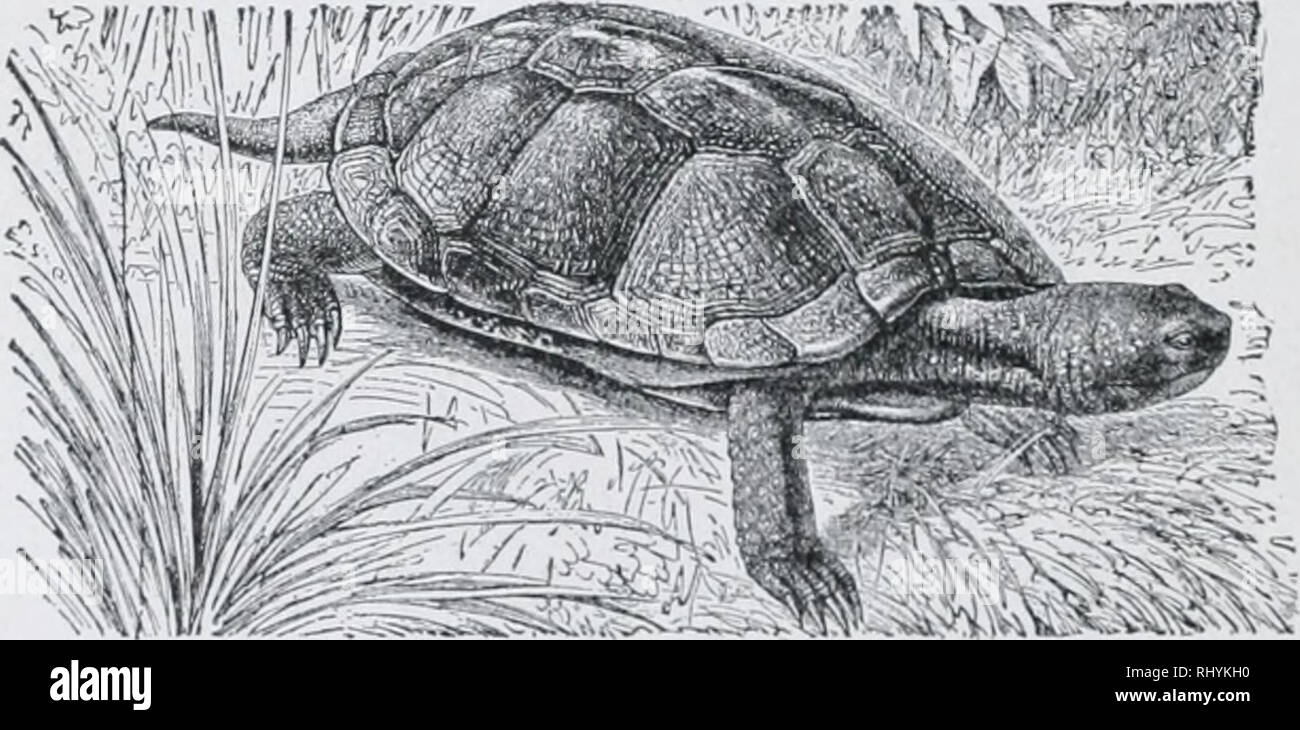 tortoise for beginners