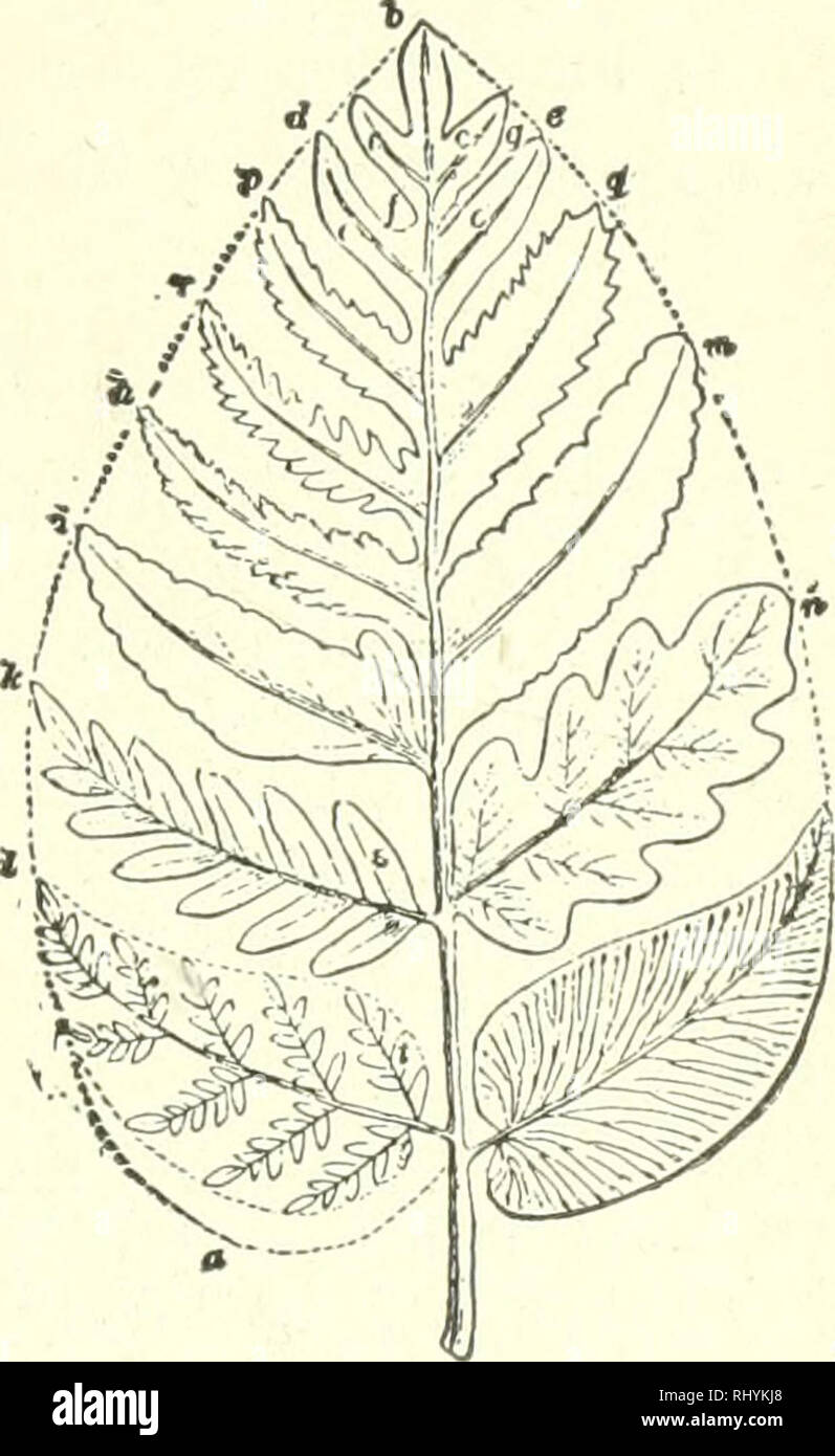 thallophytes bryophytes and pteridophytes