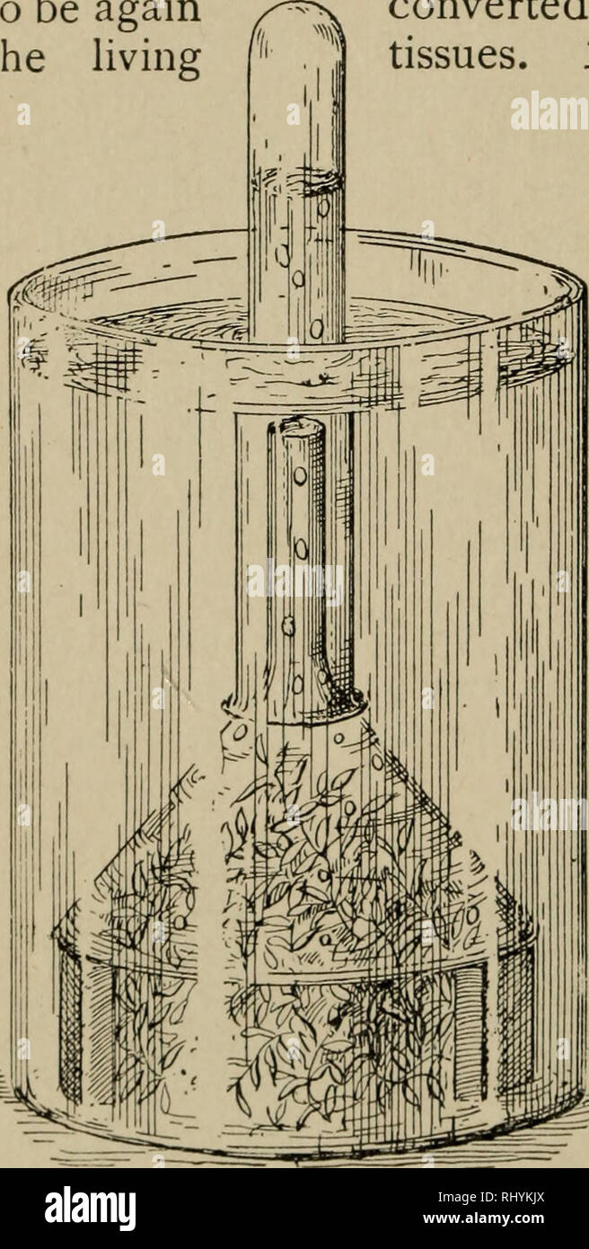 Beginners Botany Botany 102 Beginners Botany Covered Area 88 Plants Or Parts Of Plants That Have Developed No Chlorophyll Can Form No Starch Secure A Variegated Leaf Of Coleus Ribbon Grass