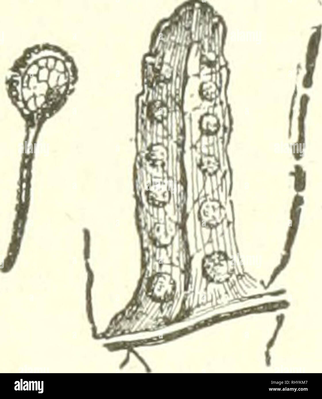 . Beginners botany. Botany. Fig. 256. — Common Polypode Fern. Polypodium vulgare. Fig. 257. —Sori and Spo- rangium of Polypode. A chain of cells lies along the top of the sporangium, which springs back elasti- cally on drying, thus dis- seminating the spores.. Please note that these images are extracted from scanned page images that may have been digitally enhanced for readability - coloration and appearance of these illustrations may not perfectly resemble the original work.. Bailey, L. H. (Liberty Hyde), 1858-1954. Toronto : Macmillan Stock Photo
