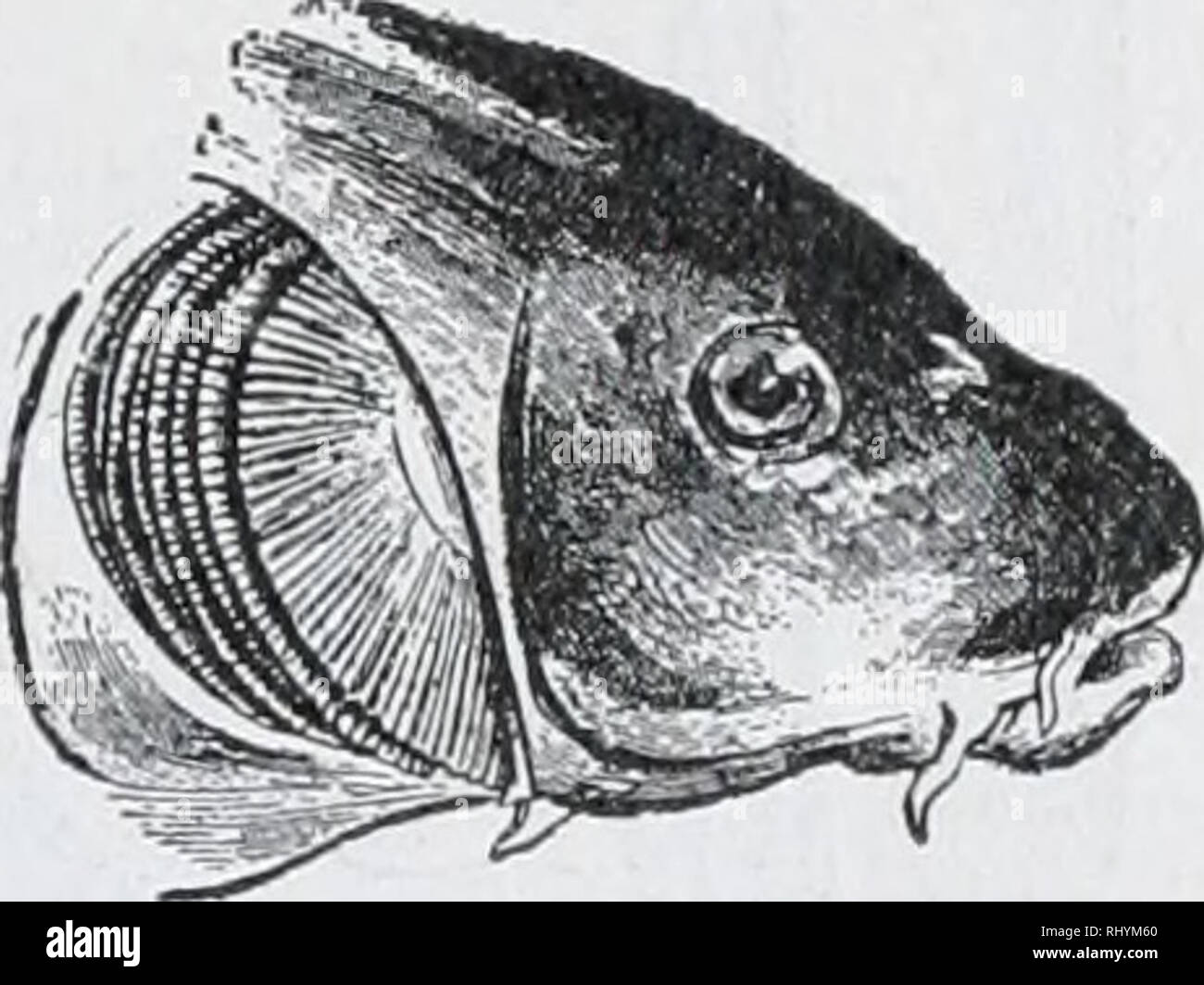 Gill Cover Stock Photos & Gill Cover Stock Images Page 3 Alamy