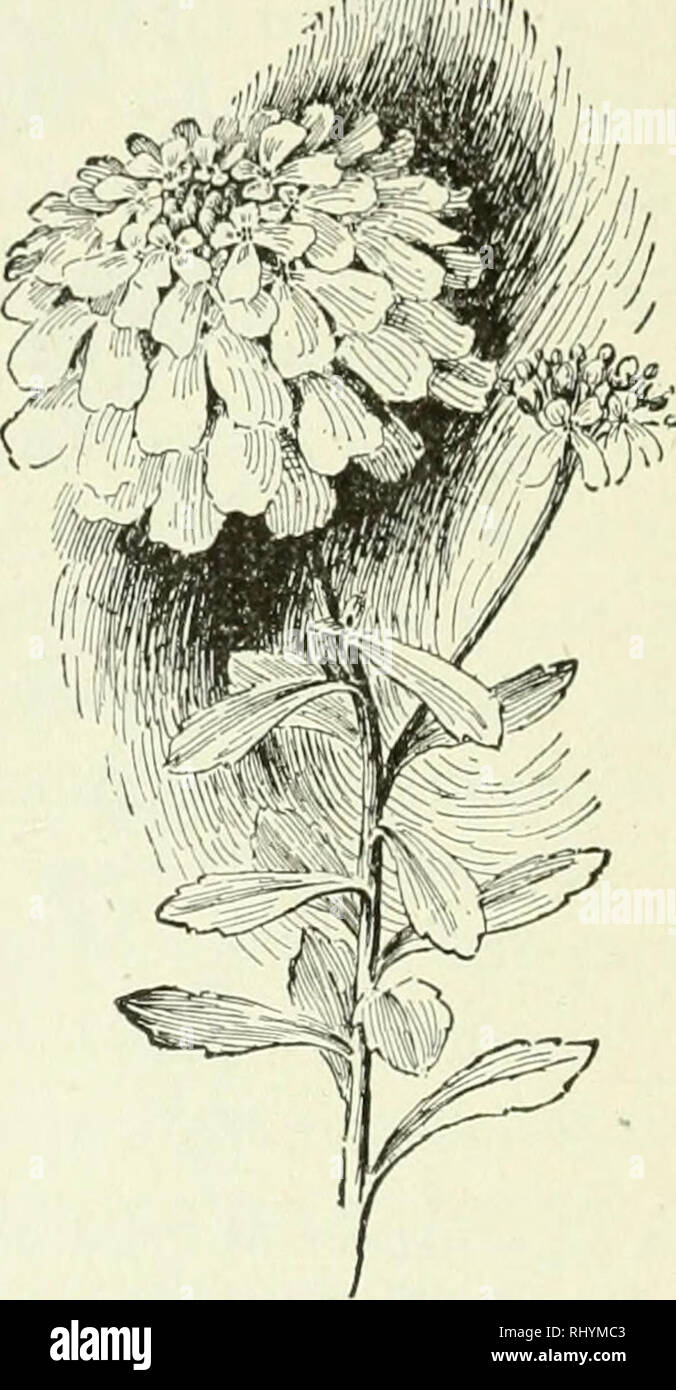 . Beginners botany. Botany. Fig. 216.— Head of Clo- VKR Blossoms. Fig. 217.— Corymb of Candy- tuft. When a loose, elongated centripetal flower-cluster has some primary branches simple, and others irregularly branched, it is called a panicle. It is a branching raceme. Because of the earlier growth of the lower branches, the panicle is usually broadest at the base or conical in outline. True panicles are not very common. When an indeterminate flower-cluster is short, so that. Please note that these images are extracted from scanned page images that may have been digitally enhanced for readabilit Stock Photo