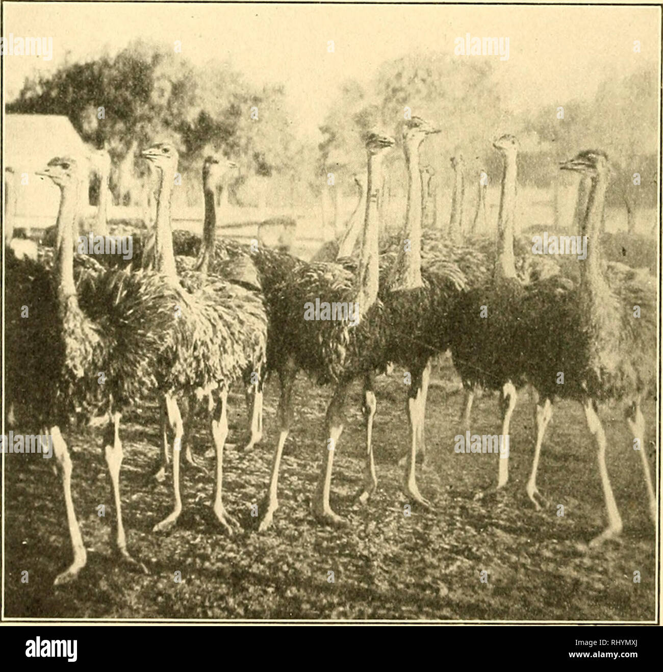 . The beginner in poultry;. Poultry. 396 THE BEGINNER IN POULTRY in a season, it would mean an income from the feathers greater than the profit on the majority of chickens sold. The feed necessary to carry them on must, of course, be considered. Intended breeders should not be plucked, unless at a period when the feathers are falling natu-. Ostriches Five Months Old. Fluffy Skirt Dancers which Give Up their Own Decoration to Decorate Miladi. (Government Year Book) rally. It is stated that plucked ducks will not lay as early, nor as many eggs; nor will the eggs be as fertile. In other words, gr Stock Photo