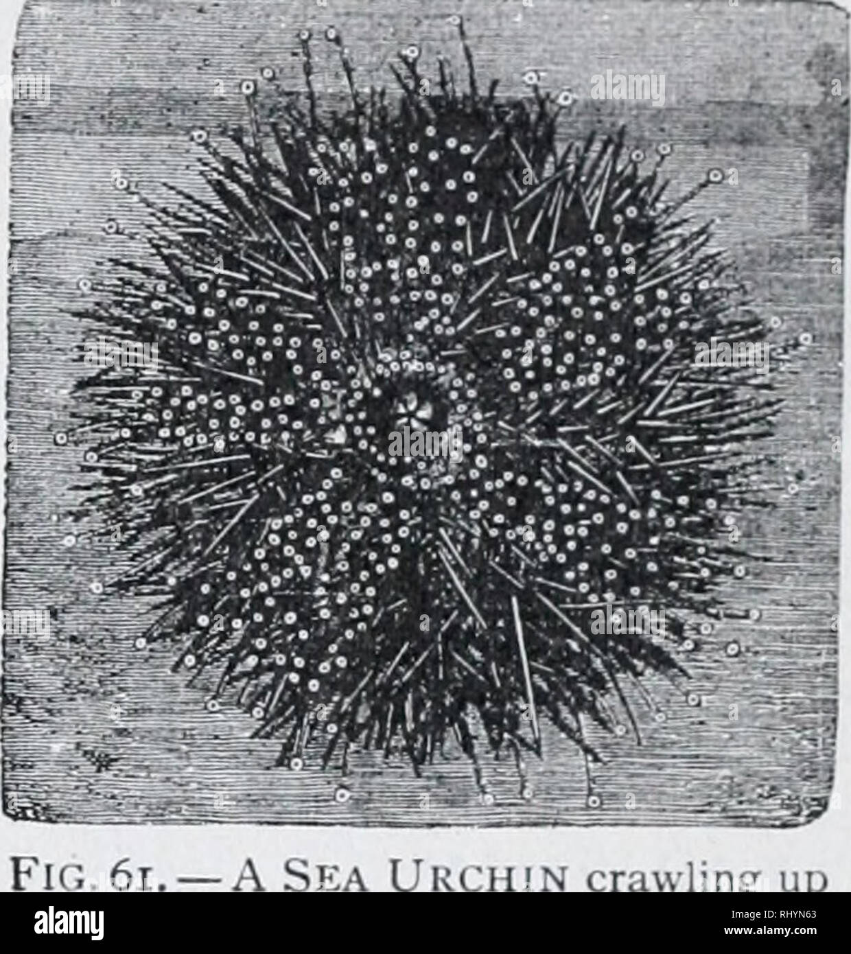 . Beginners zoology. Zoology. ECHINODERMS (^SPINY ANIMALS) 39 feet arranged? Where do the rows begin and end? Would you think that a sea urchin placed upside down in water, could right it- self less or more readily than a star-fish? What advantage in turning would each have that the Other would not have? The name sea urchin has no refer- ence to a mischievous boy, but means sea hedgehog (French oursi7i, hedgehog), the name being suggested by its spines. Comparison of Starfish and Sea Urchin. — The water sys- tem of the sea urchin, consist- ing of madreporite, tubes, and water bulbs, or ampulls Stock Photo