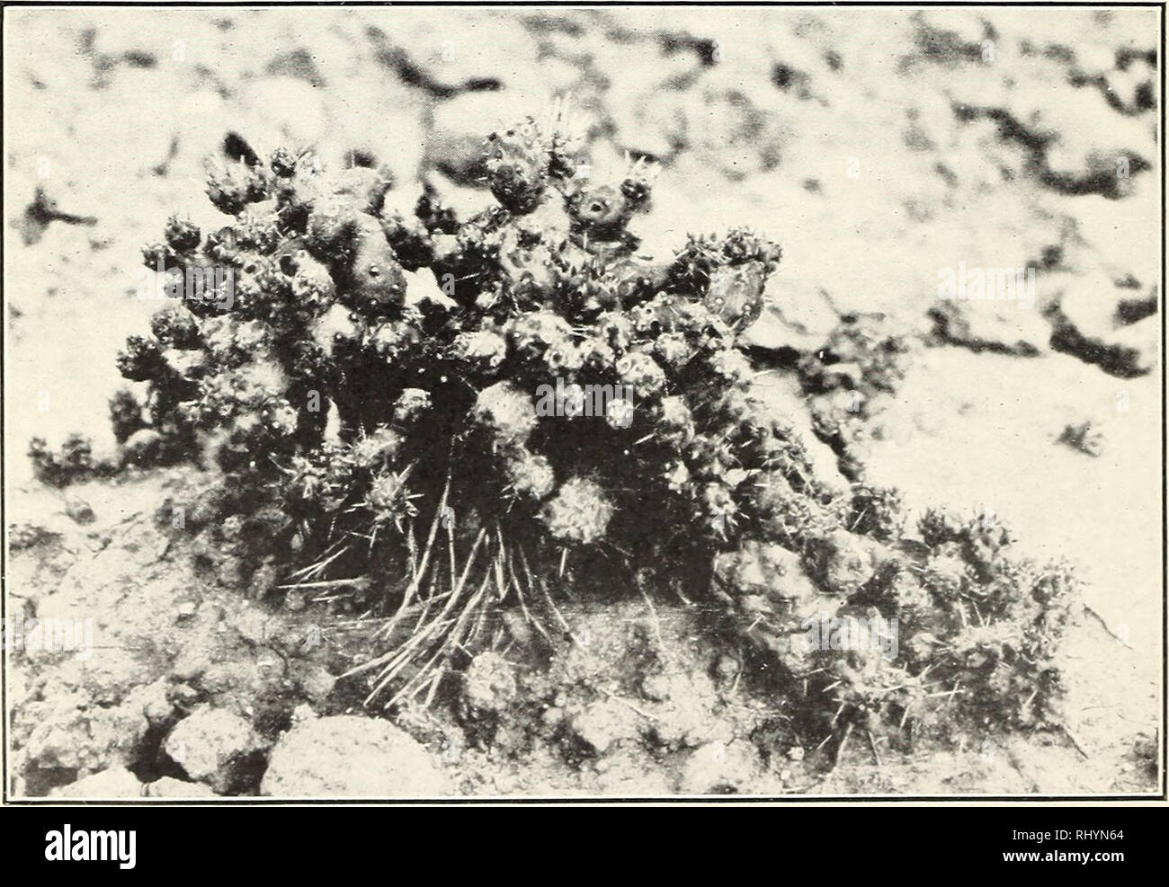 . Behavior, under cultural conditions, of species of cacti known as Opuntia. Cactus. Fig. 1.—A Plant in Its Native Habitat Upon the Highland of Mexico.. Fig. 2.—A 5-Year-Old Plant Under Cultivation at Brownsville, Tex., Lacking the Characteristic Spines so Conspicuous in Figure 1. OPUNTIA TUNICATA.. Please note that these images are extracted from scanned page images that may have been digitally enhanced for readability - coloration and appearance of these illustrations may not perfectly resemble the original work.. Griffiths, David, 1867-1935. Washington, D. C. : U. S. Dept. of Agriculture Stock Photo