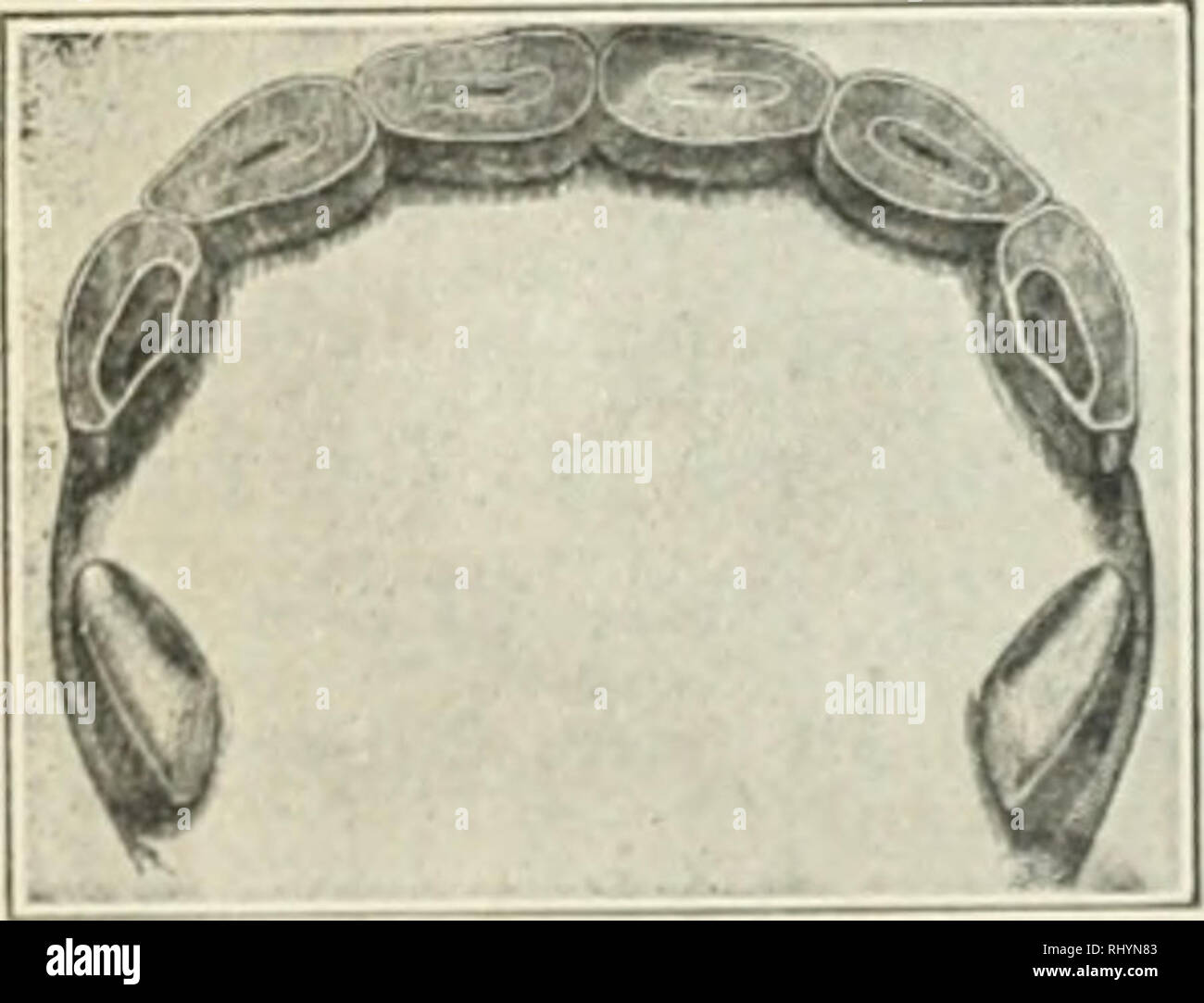 . Beginnings in animal husbandry. Livestock; Poultry. Fig. 76. 4 years old.. Please note that these images are extracted from scanned page images that may have been digitally enhanced for readability - coloration and appearance of these illustrations may not perfectly resemble the original work.. Plumb, Charles Sumner, 1860-1939. St. Paul, Minn. : Webb Pub. Co. Stock Photo
