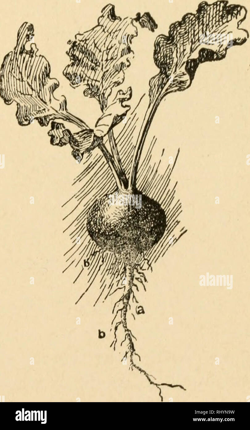 Beginnings in agriculture. Agriculture. CHAPTER XVI THE NATURE OF PLANTS Plants, like animals, must have food, water, and air. Also, they must have warmth and li,G;ht. It is easy to see Beginnings in agriculture. Agriculture. CHAPTER XVI THE NATURE OF PLANTS Plants, like animals, must have food, water, and air. Also, they must have warmth and li,G;ht. It is easy to see