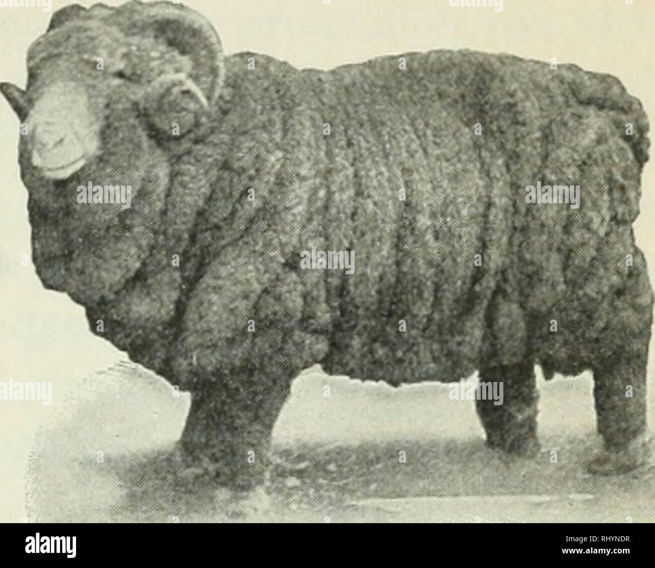 Beginnings In Animal Husbandry Livestock Poultry Animal Type And Its Importance 12a Fig 65 A Class