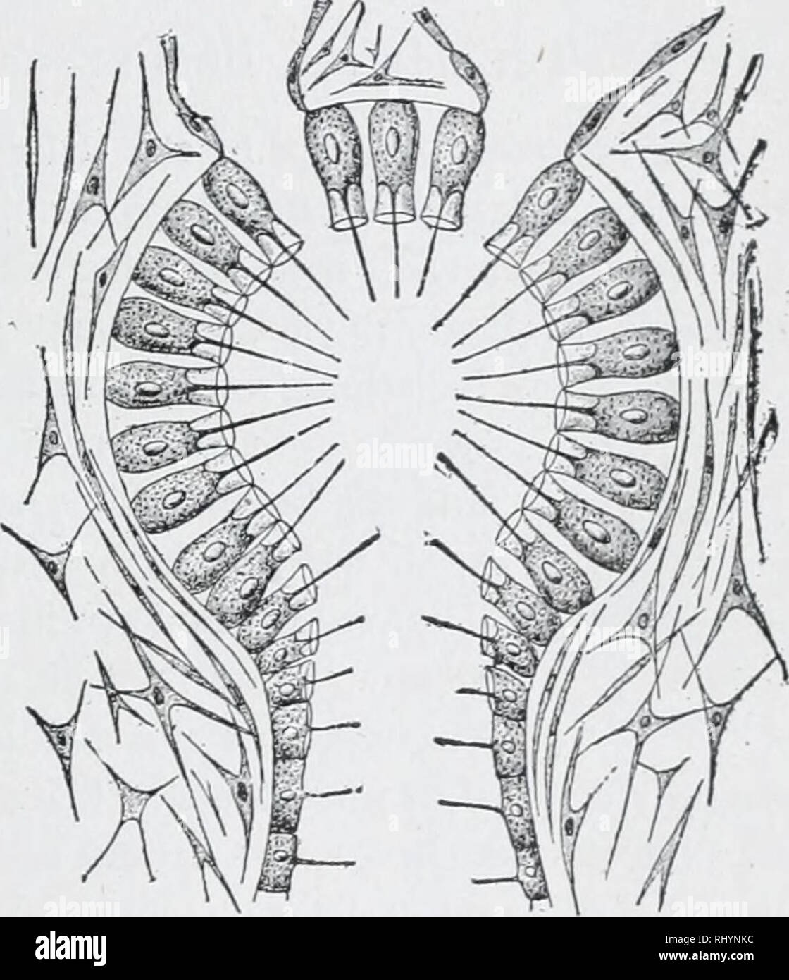 Beginners Zoology Zoology Sponges 21 Without Doubt Many Celled Animals If A Living Sponge Is Cut Into Pieces Each Piece Will Grow And Form A Complete Sponge That The Sponge Is Not