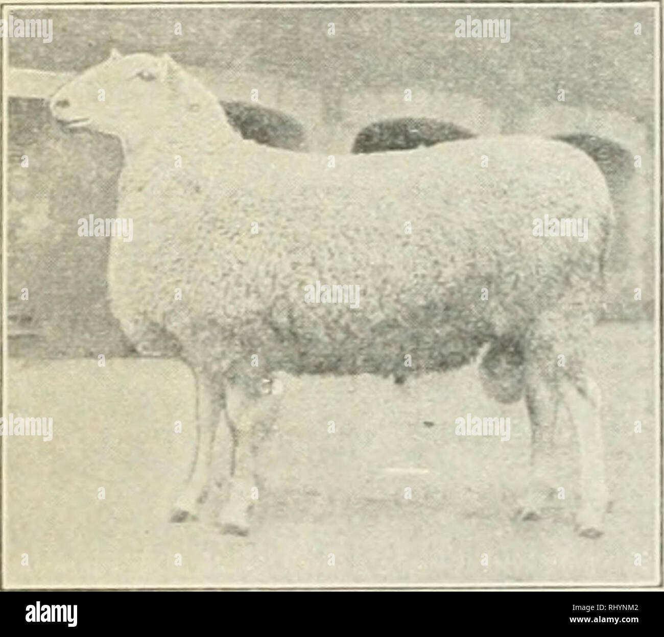 Beginnings in animal husbandry. Livestock; Poultry. 90 BEGINNINGS IX ANIMAL  HUSBANDRY tail, and have often been called "Fat Tailed Sheep." In  recent years, especially since about 1893, they have been bred