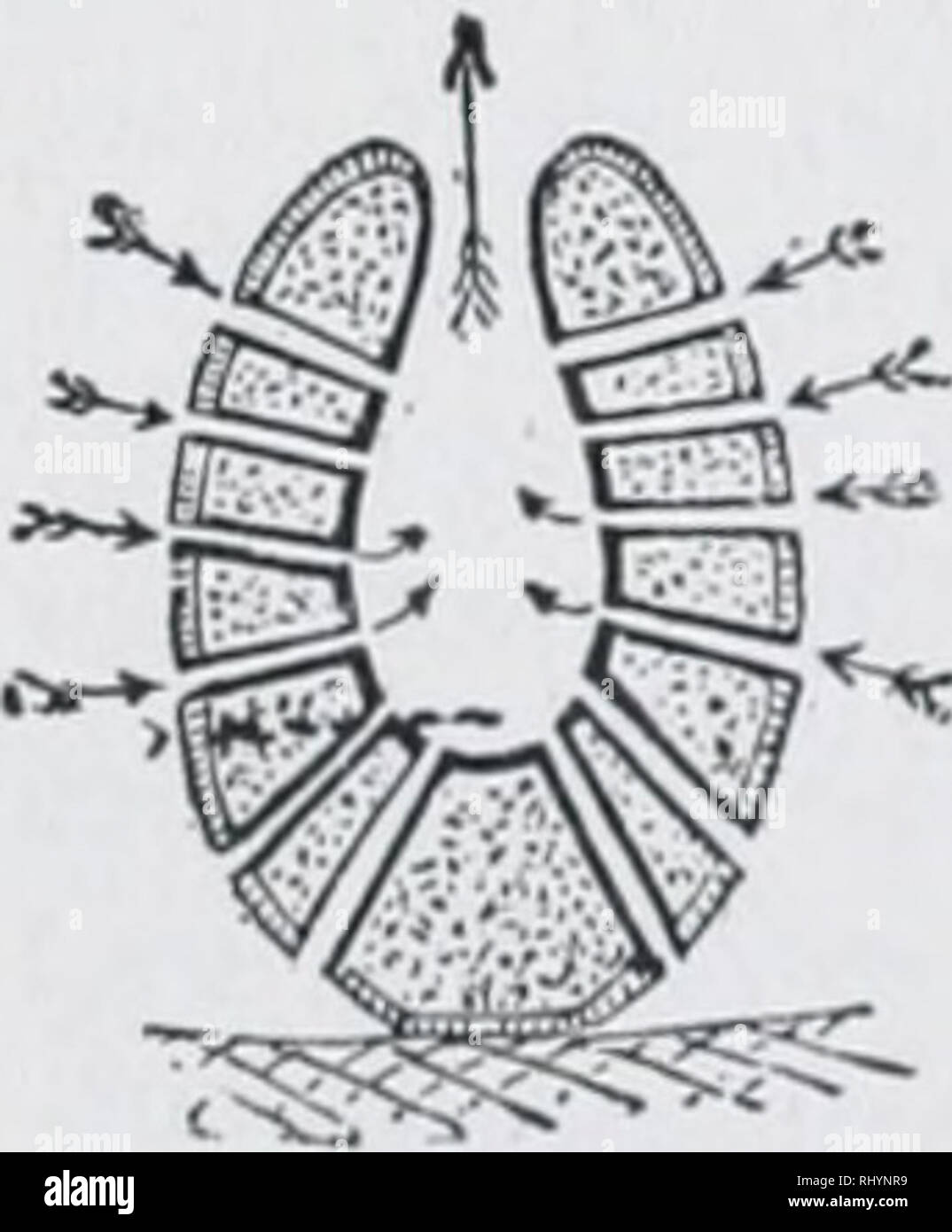 . Beginners zoology. Zoology. Fig. 23. — Eggs and spicules of freshwater sponge (enlarged